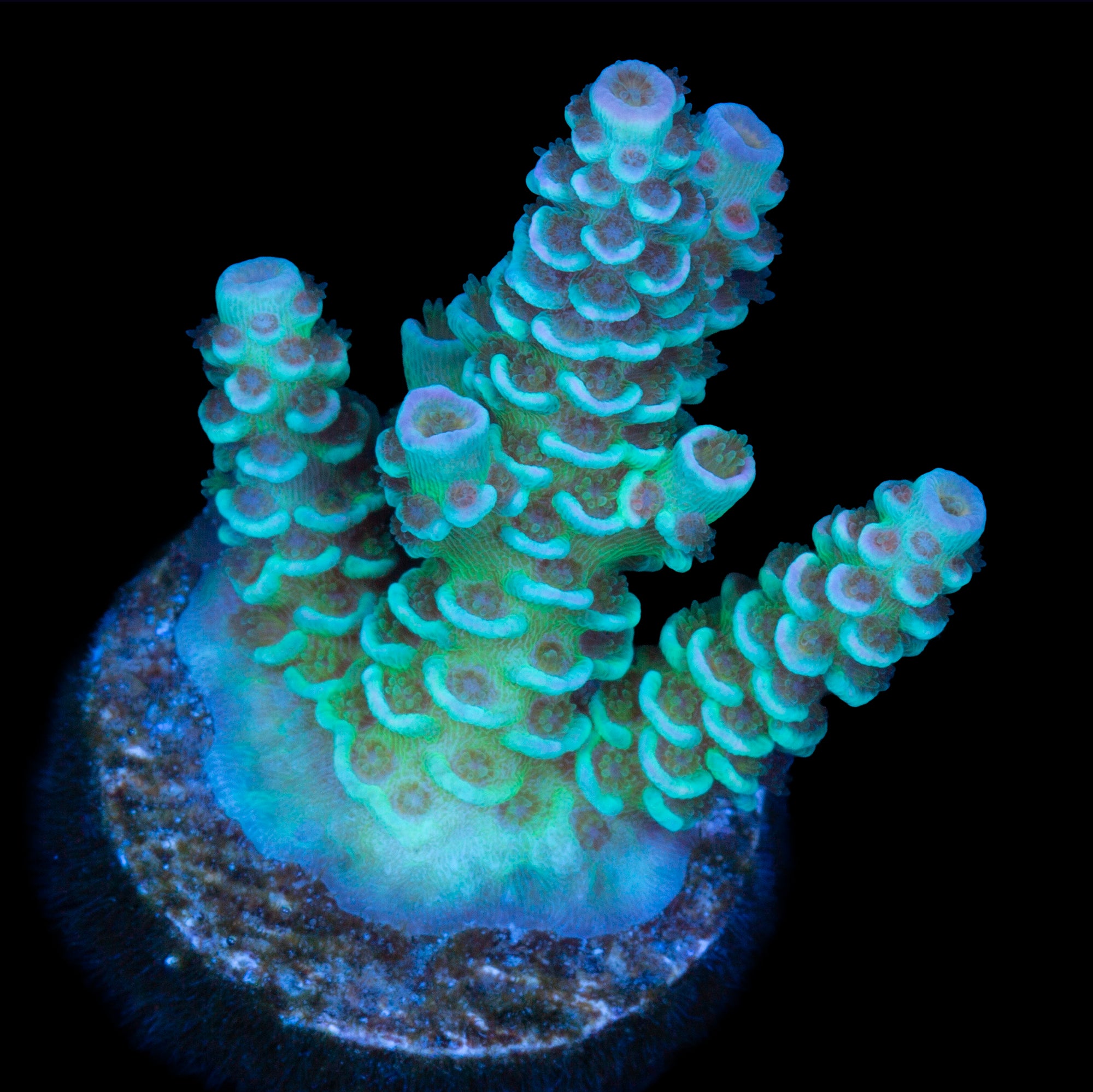 Emerald Tenuis Acropora Coral