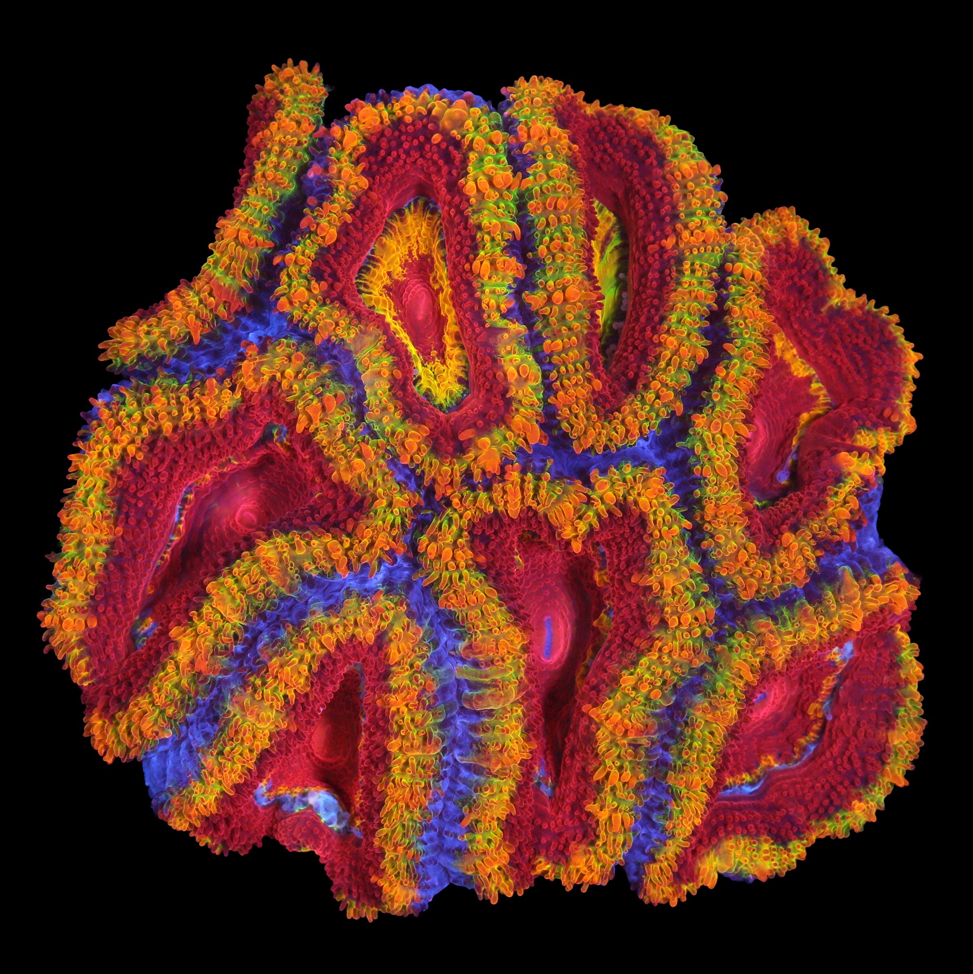 Inferno Acan Coral Colony