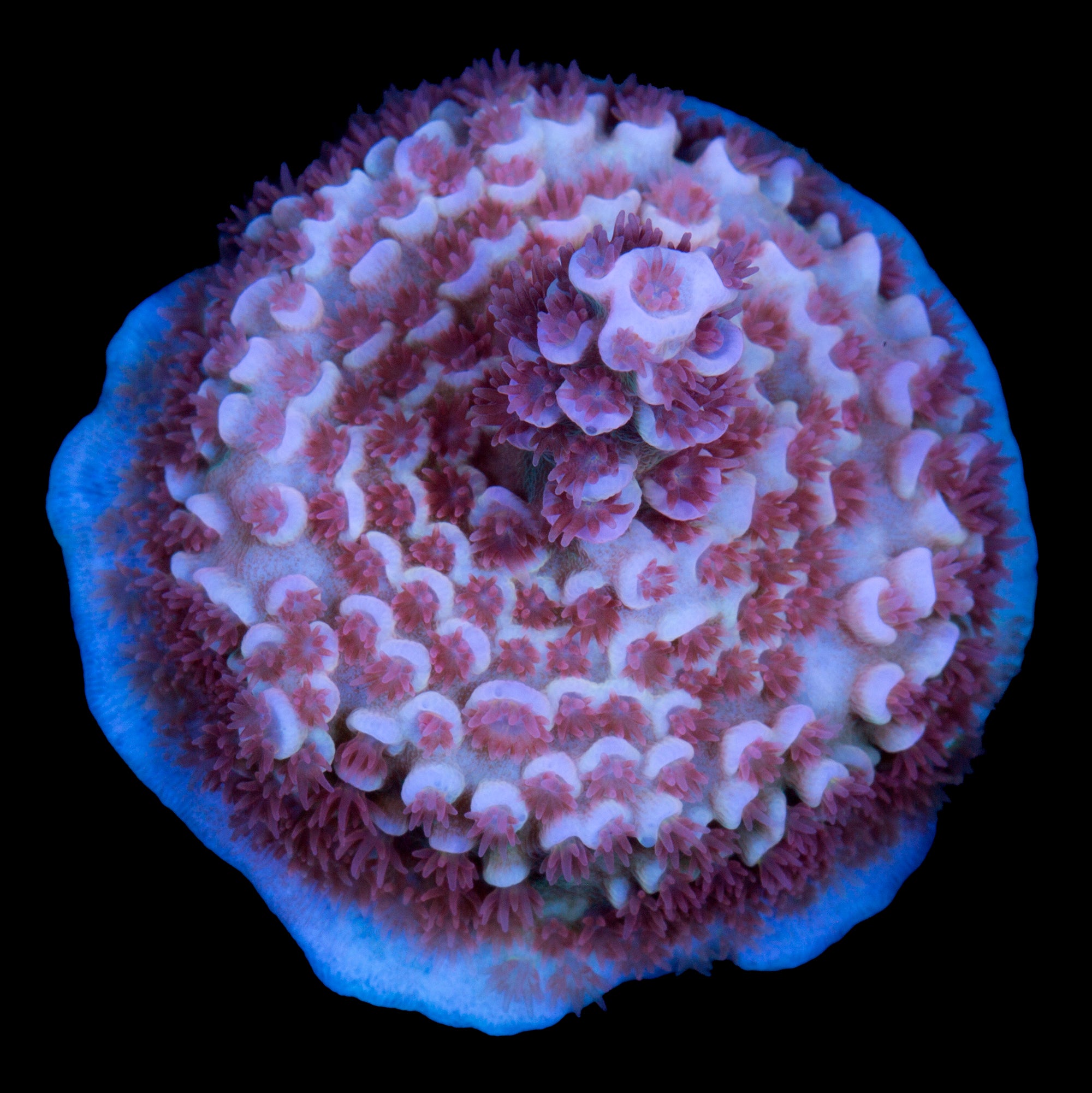 TGC Cherry Bomb Tenuis Acropora Coral