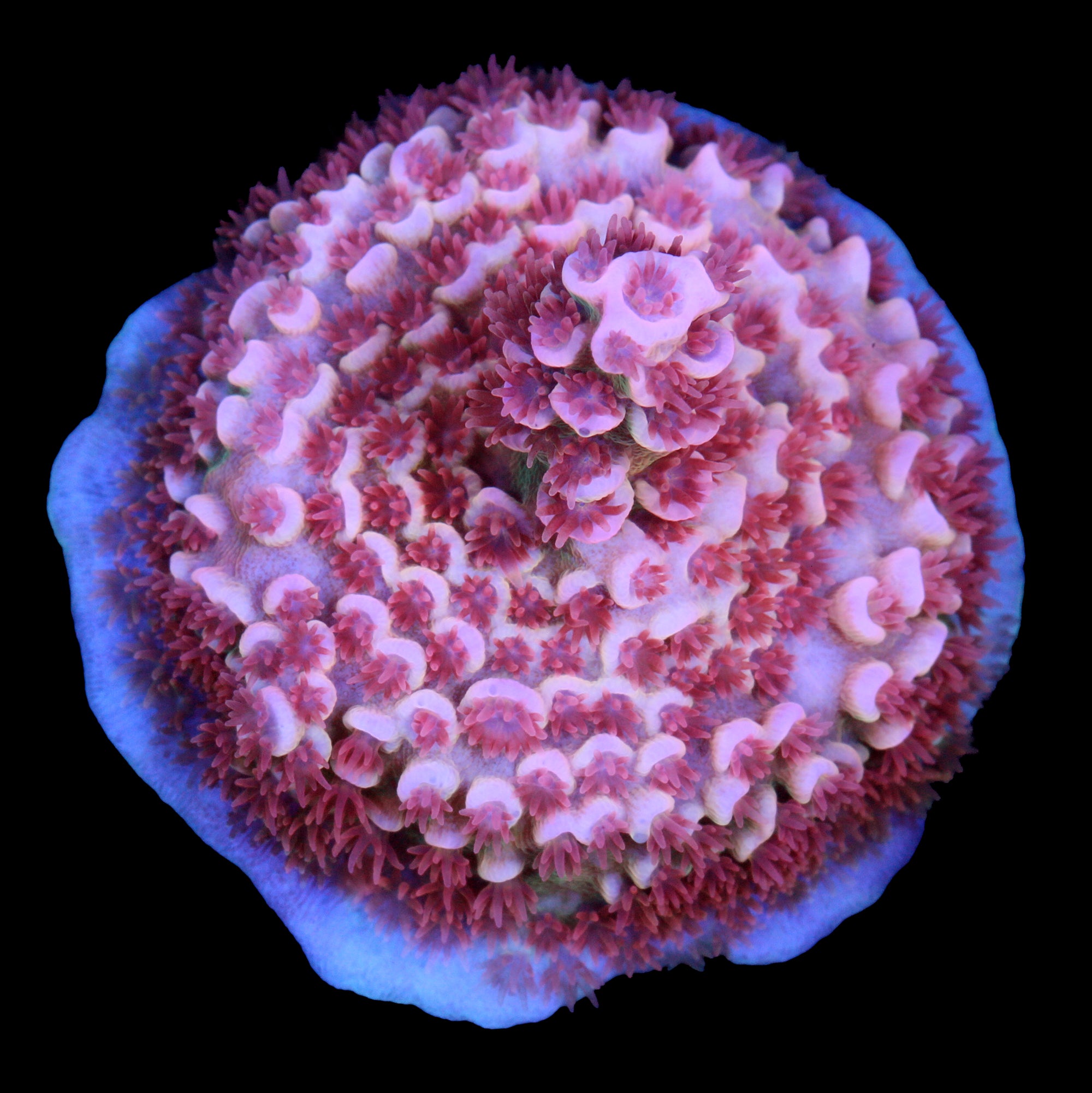TGC Cherry Bomb Tenuis Acropora Coral