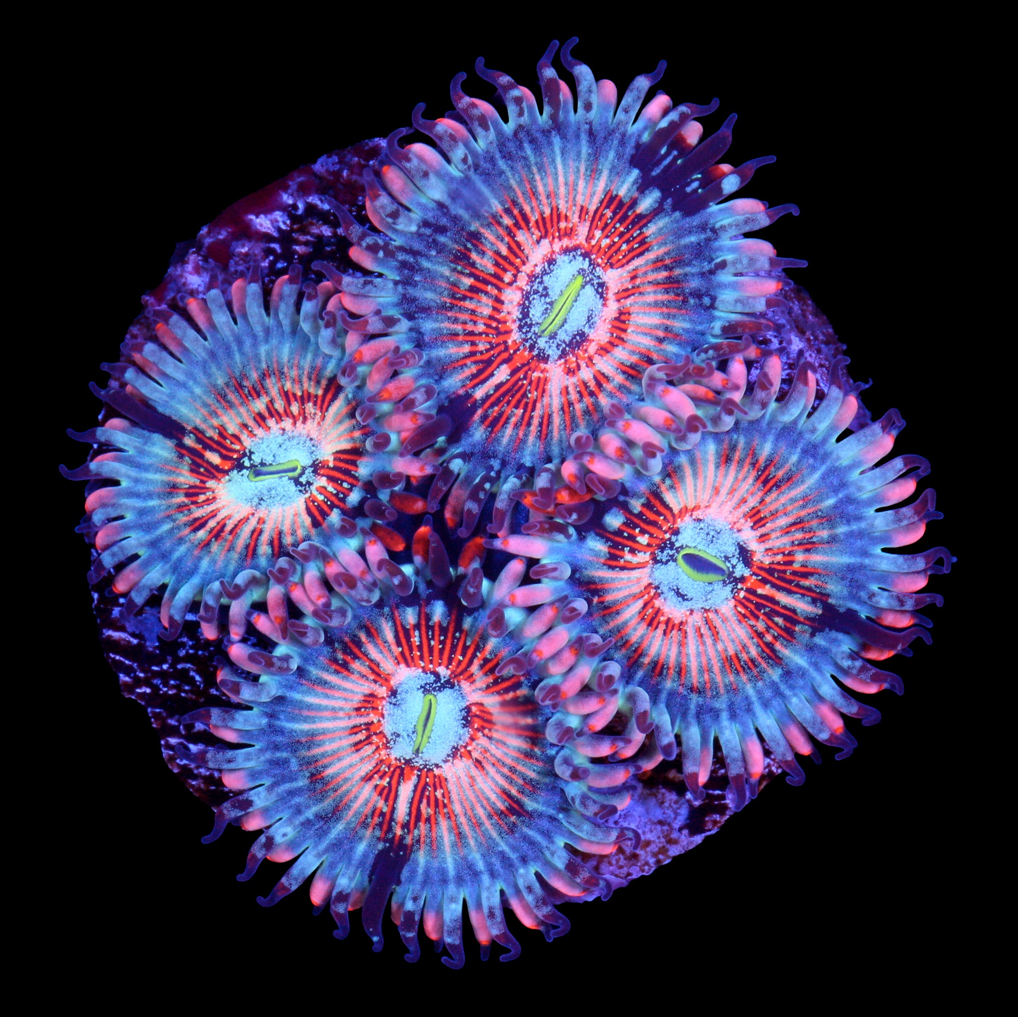 Vivid's White Zombie Zoanthid Coral