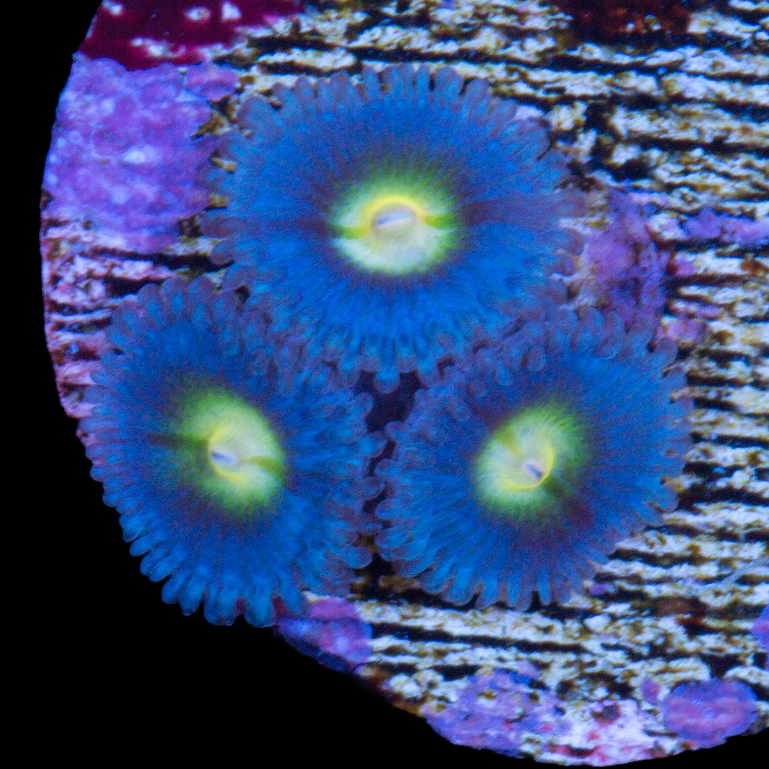 AOI Zoanthids