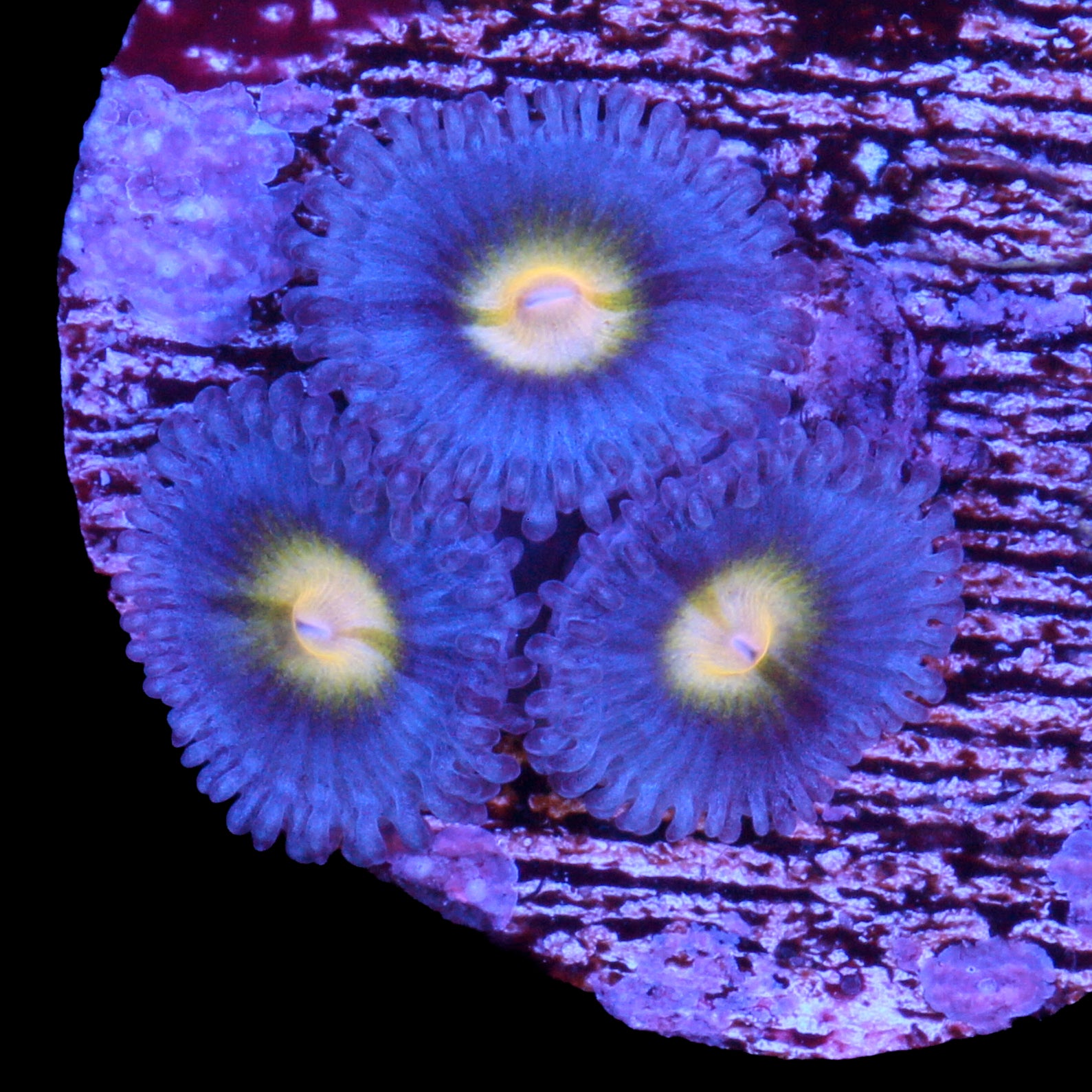 AOI Zoanthids