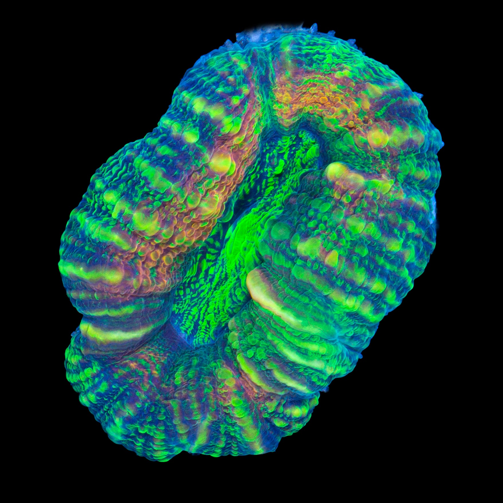 Ultra Lobophyllia Coral