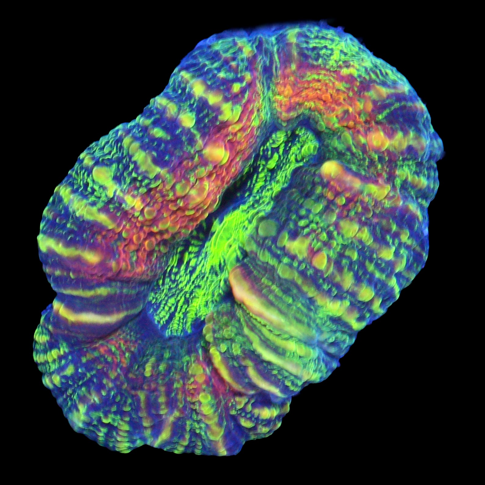 Ultra Lobophyllia Coral