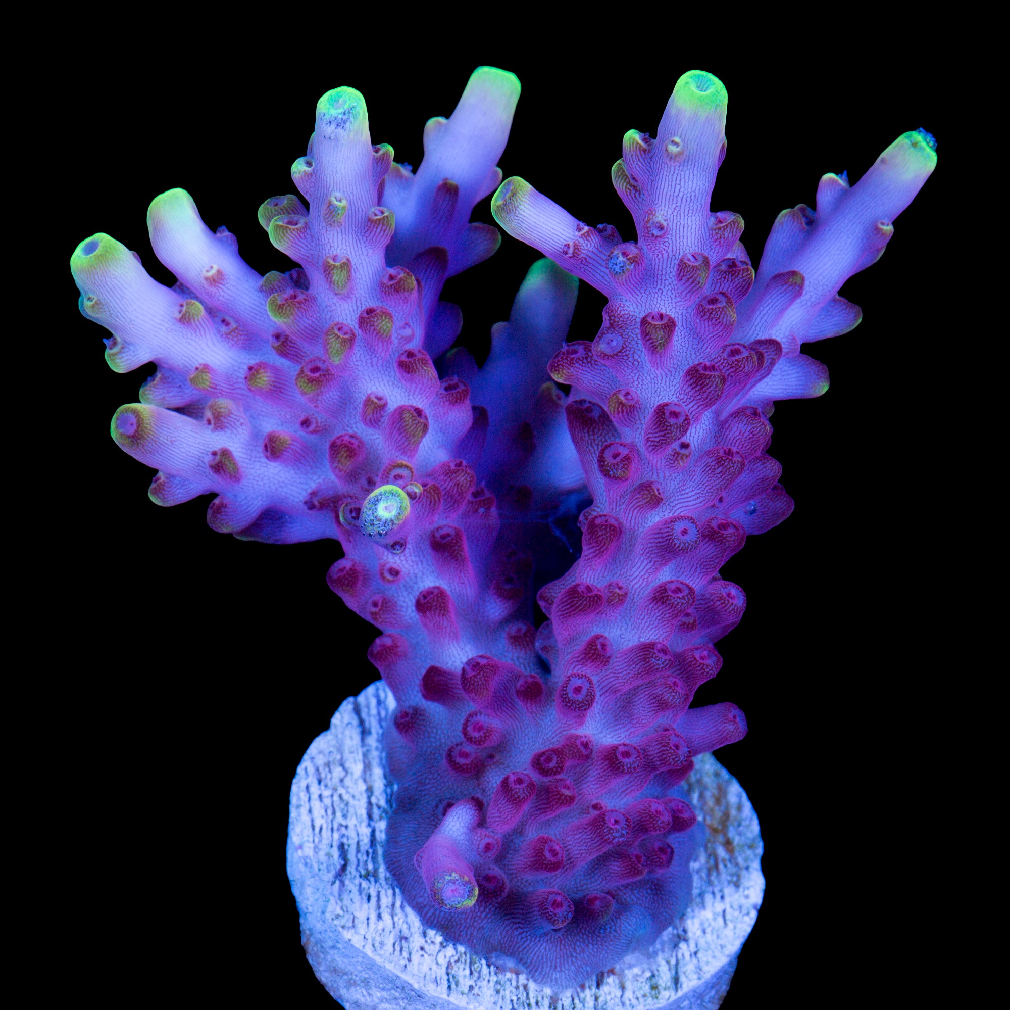 Fox Flame Acropora Coral - XL Frag