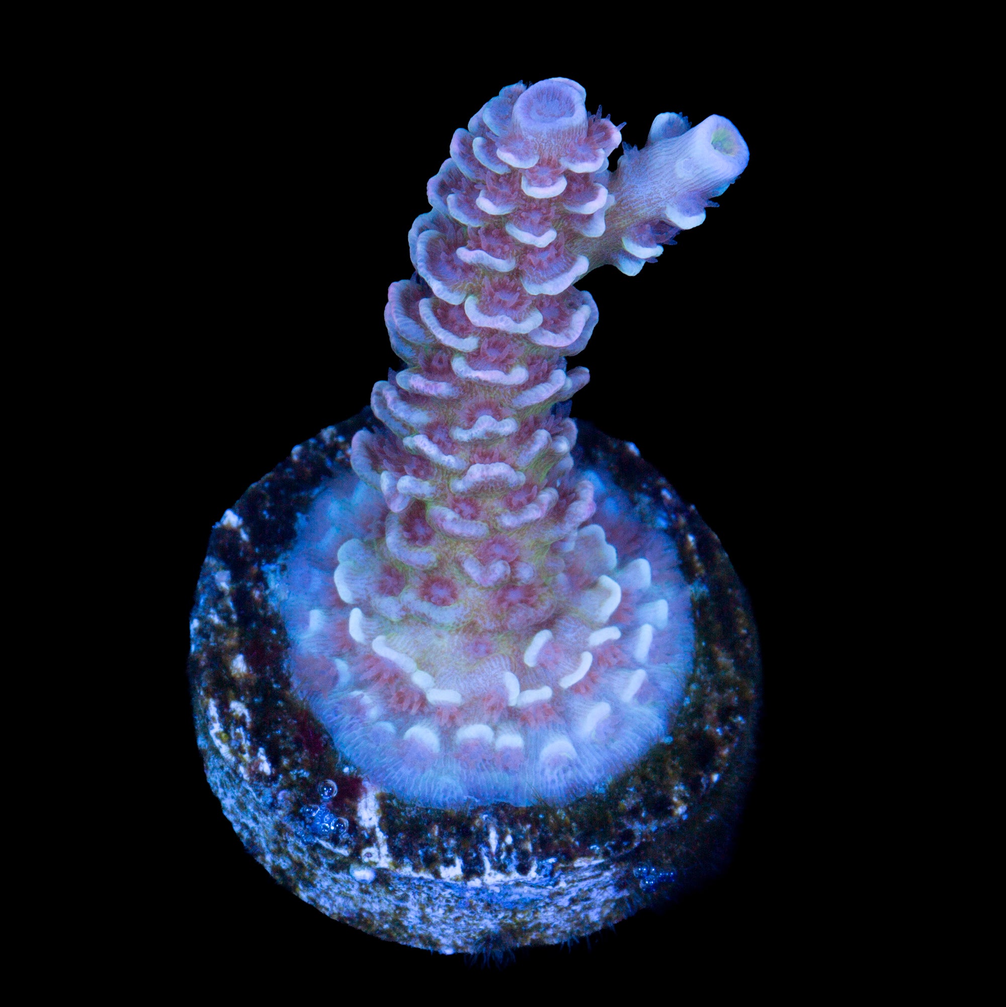 RRA Mardi Gras Acropora Coral