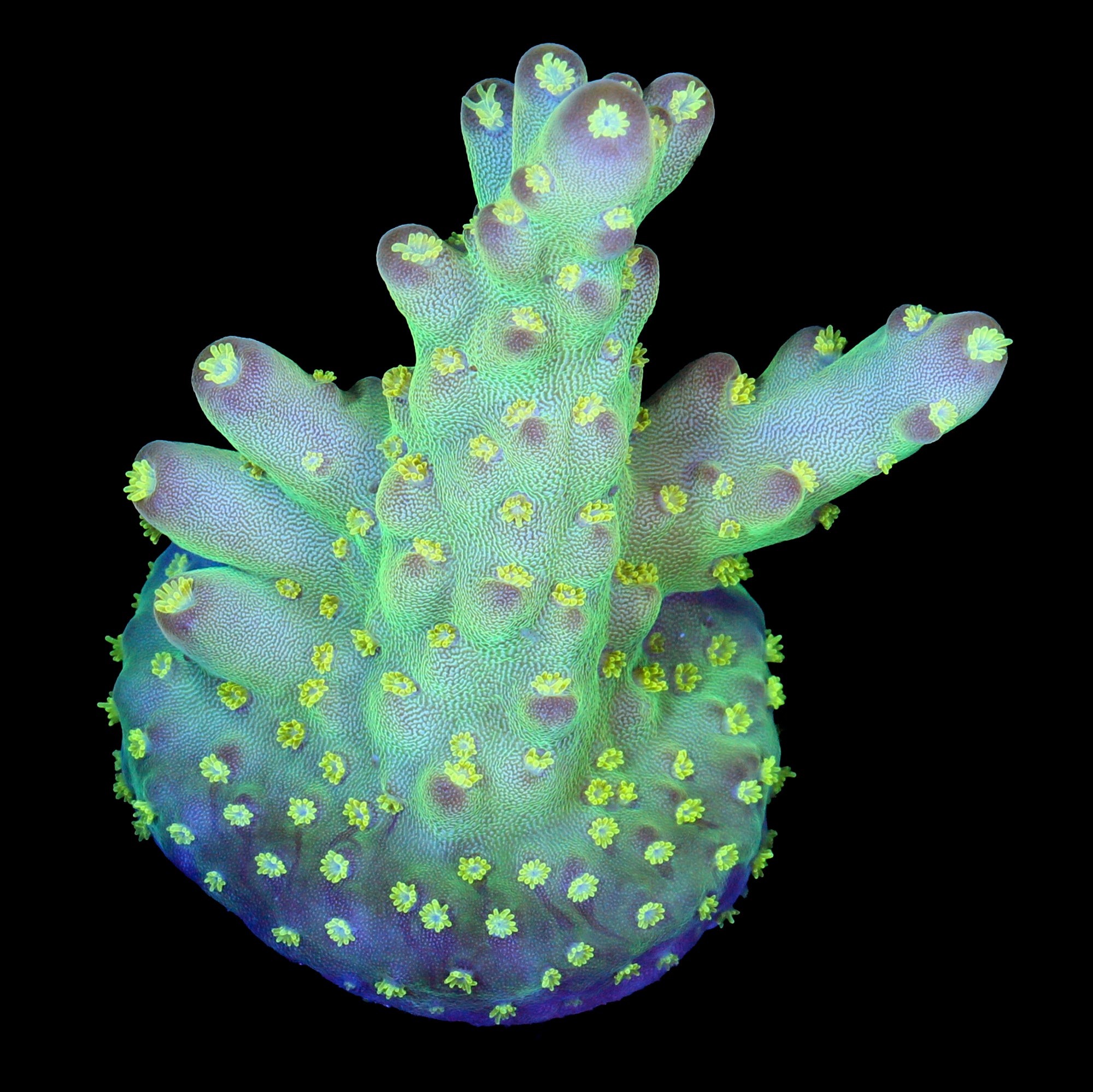 Buzz Lightyear Acropora Coral