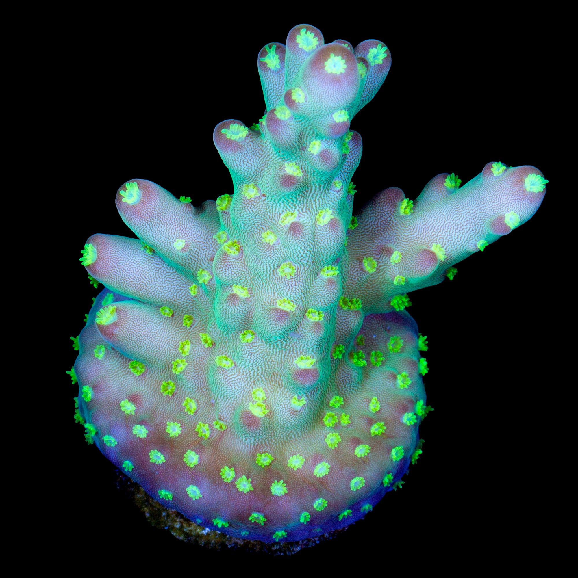 Buzz Lightyear Acropora Coral