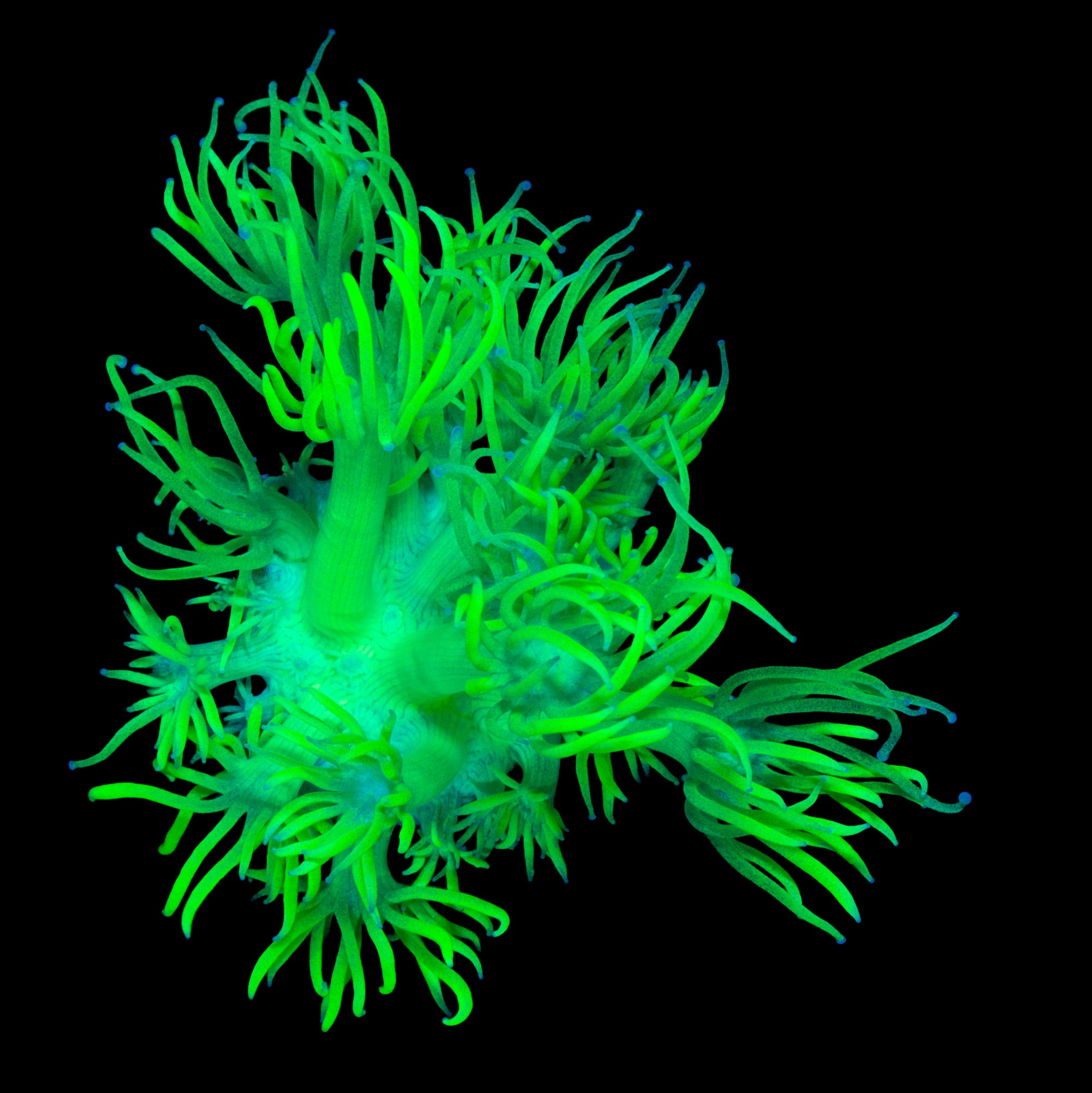 Vivid's Mountain Dew Goniopora Coral