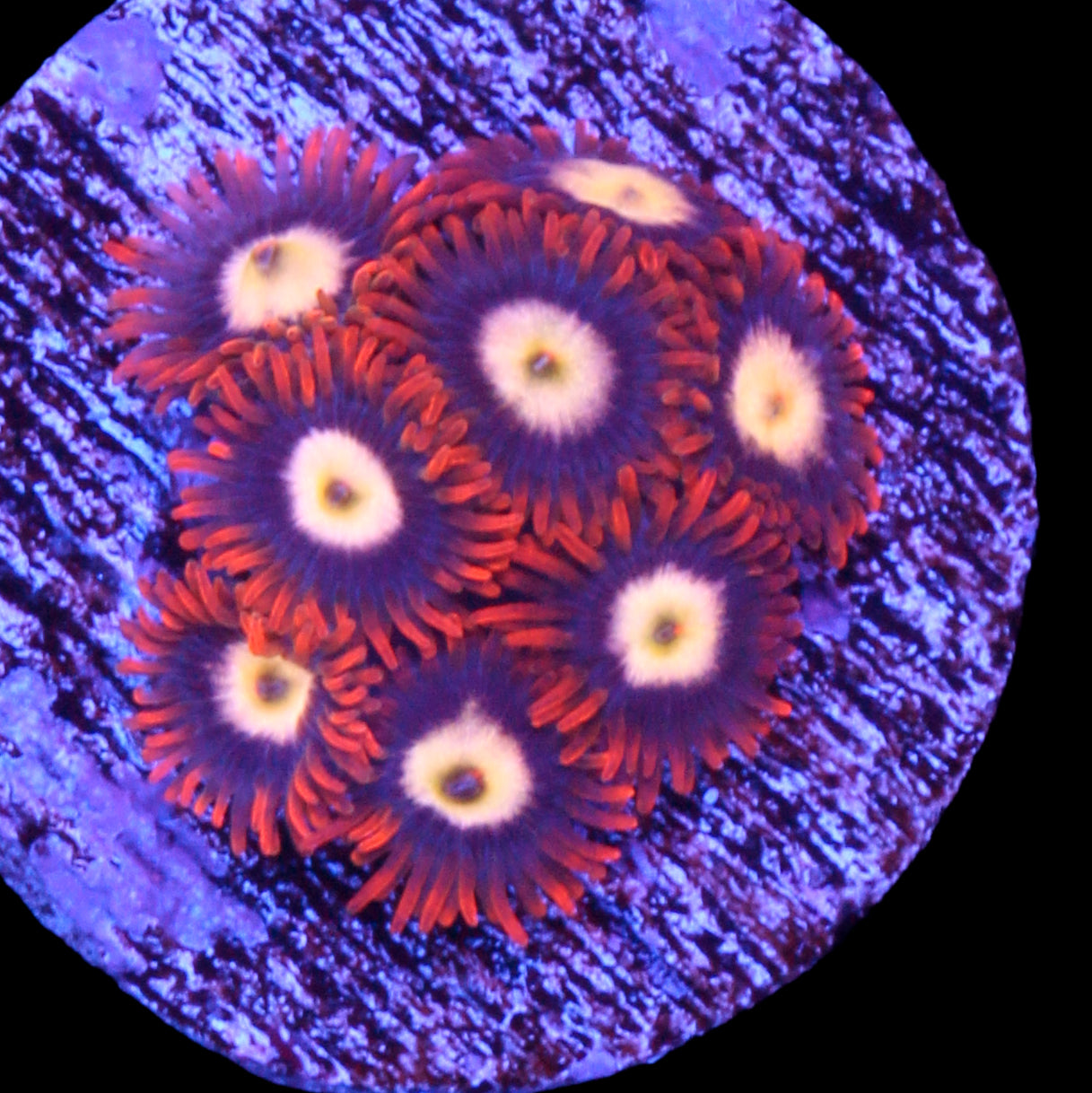 Starfire Zoanthids