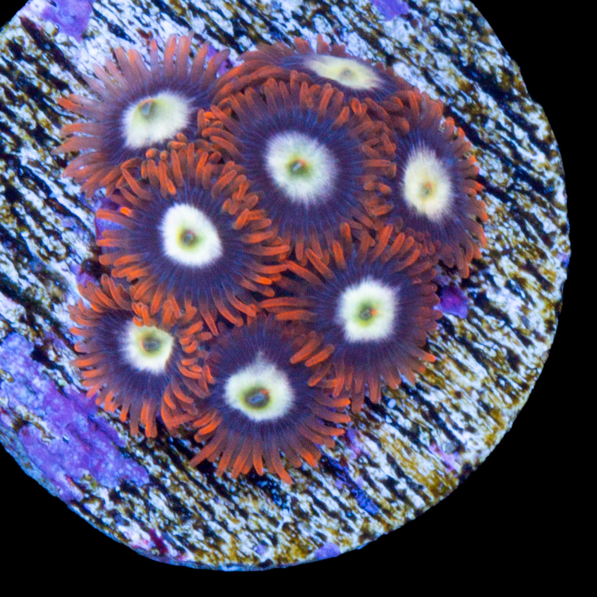 Starfire Zoanthids