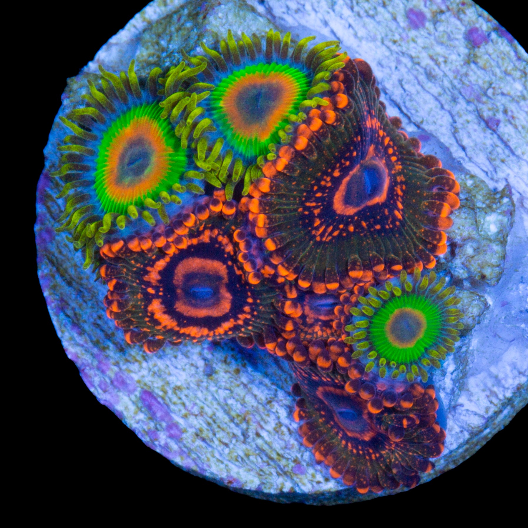 Rasta & Krak Zoanthid Coral Combo
