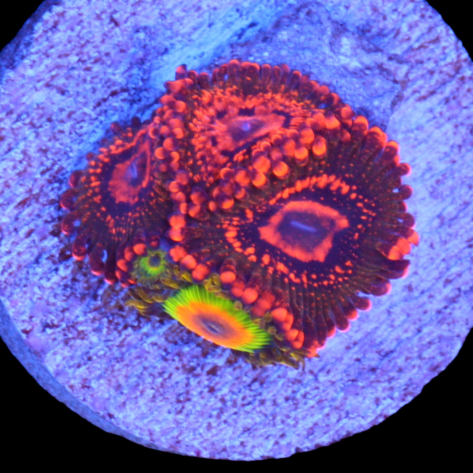 Rasta & Krak Zoanthid Coral Combo