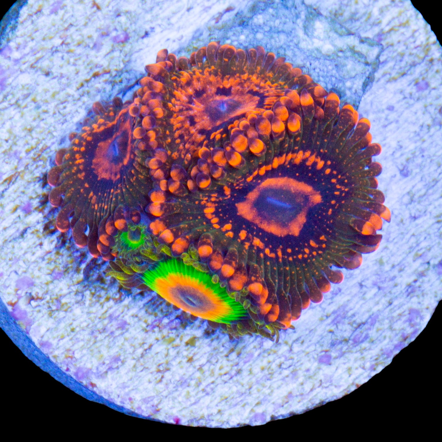 Rasta & Krak Zoanthid Coral Combo