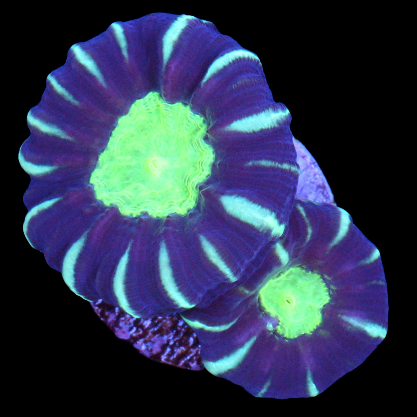 Green Eye Candy Cane Coral