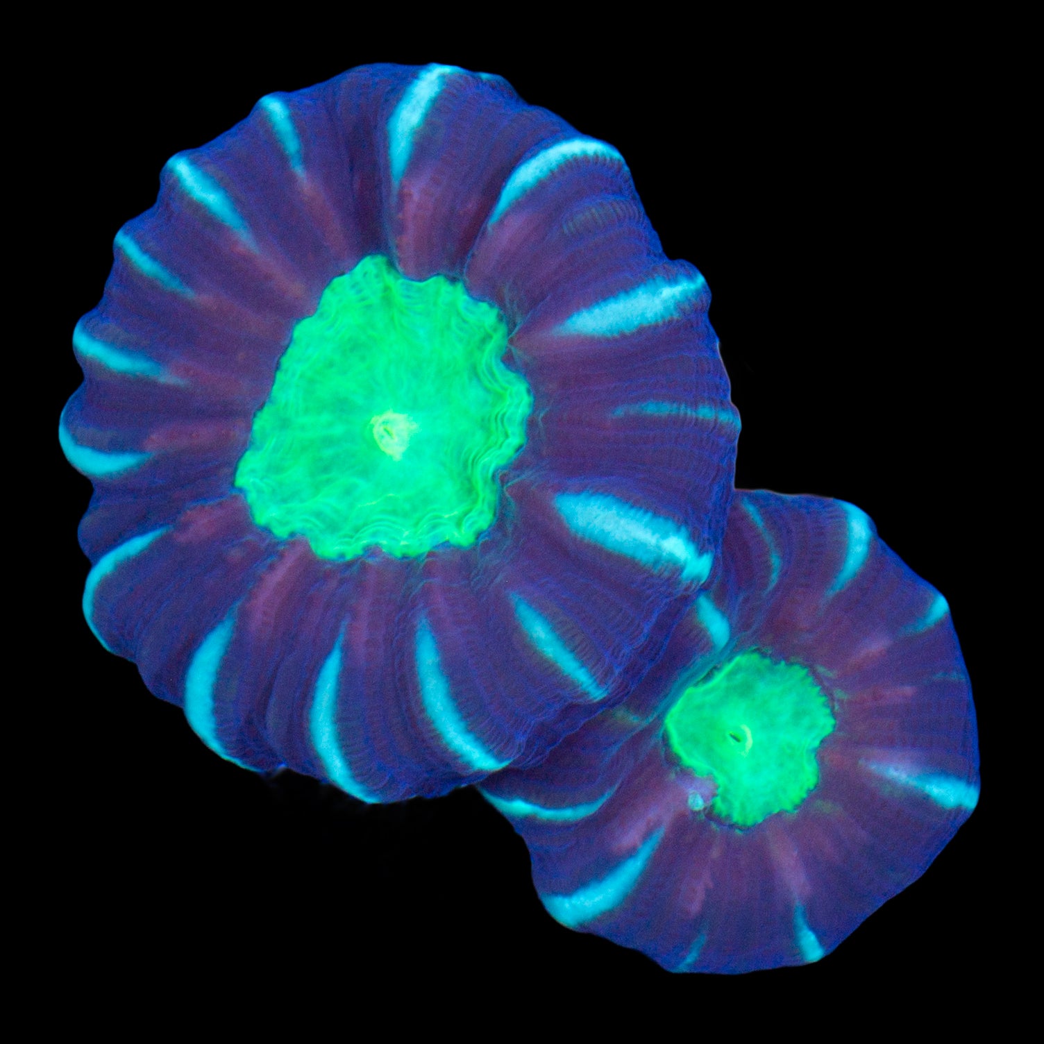 Green Eye Candy Cane Coral