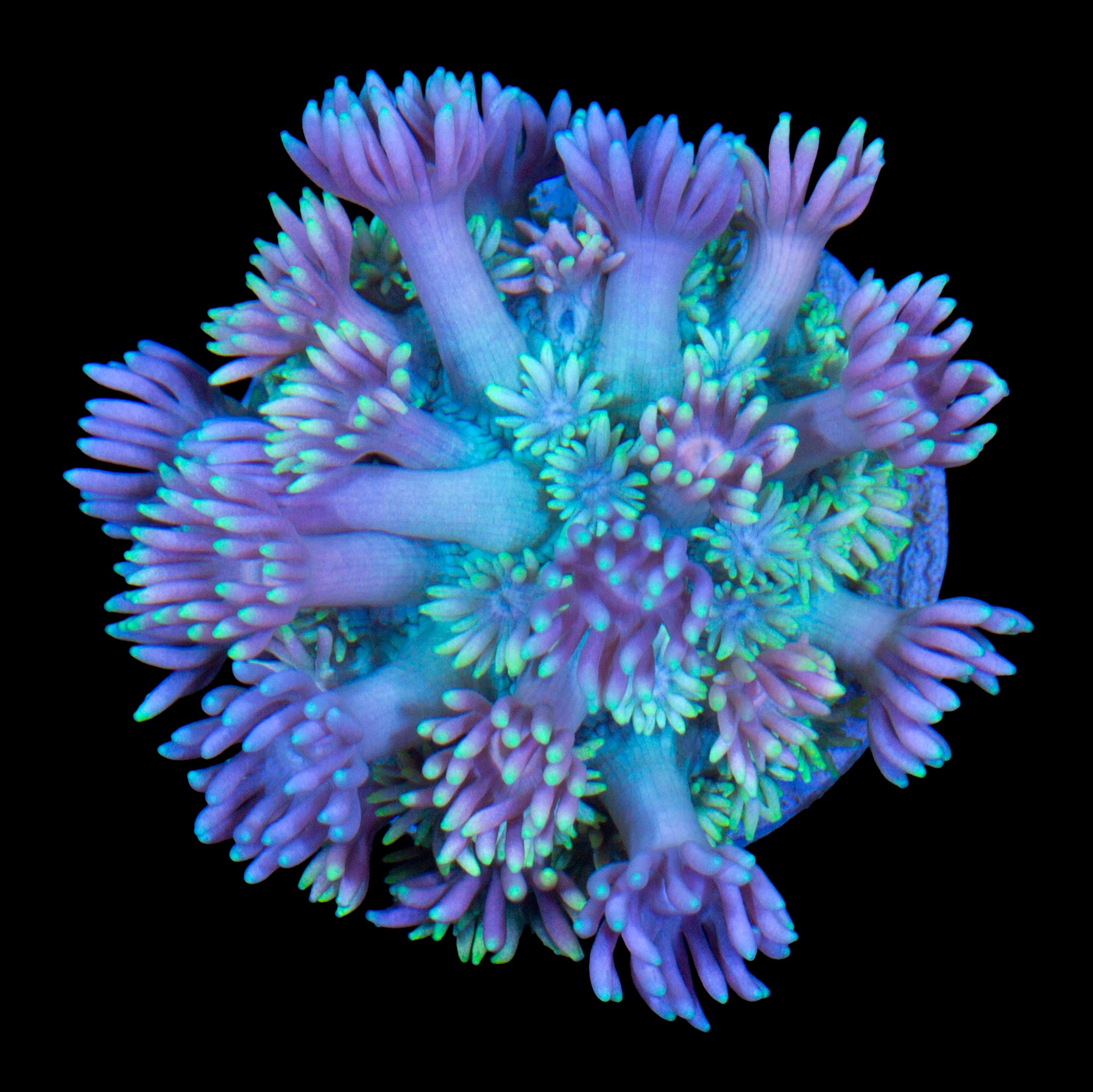 Vivid's Cold Fusion Goniopora Coral - 800 Grown