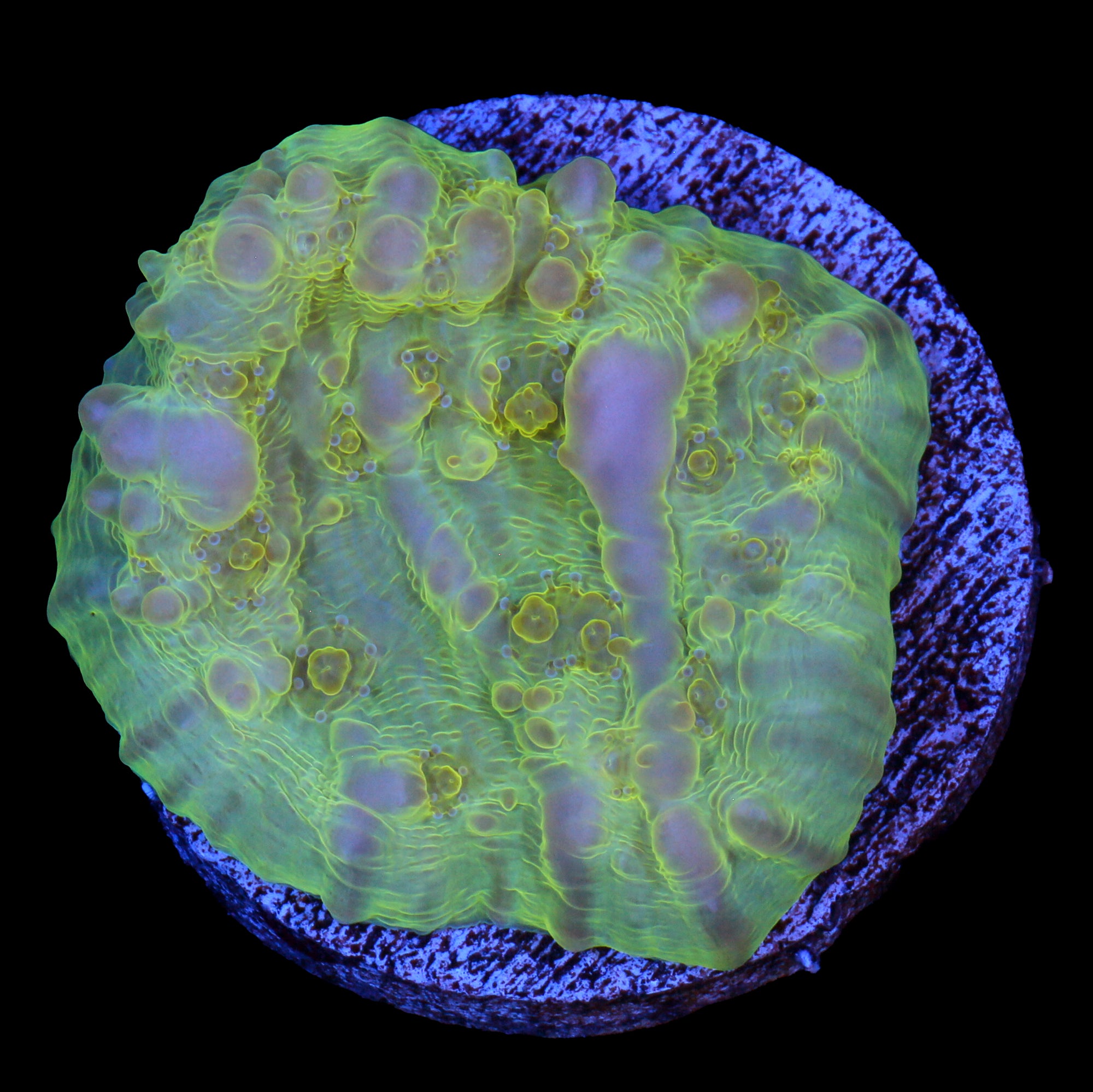 Vivid's Bounce Chalice Coral