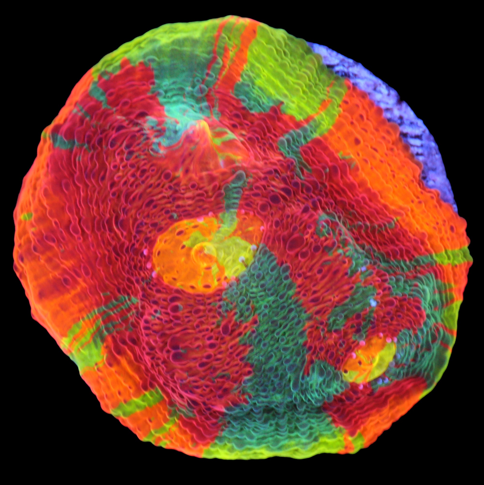 Vivid's Rainbow Unicorn Echinophyllia Coral - 800 Grown
