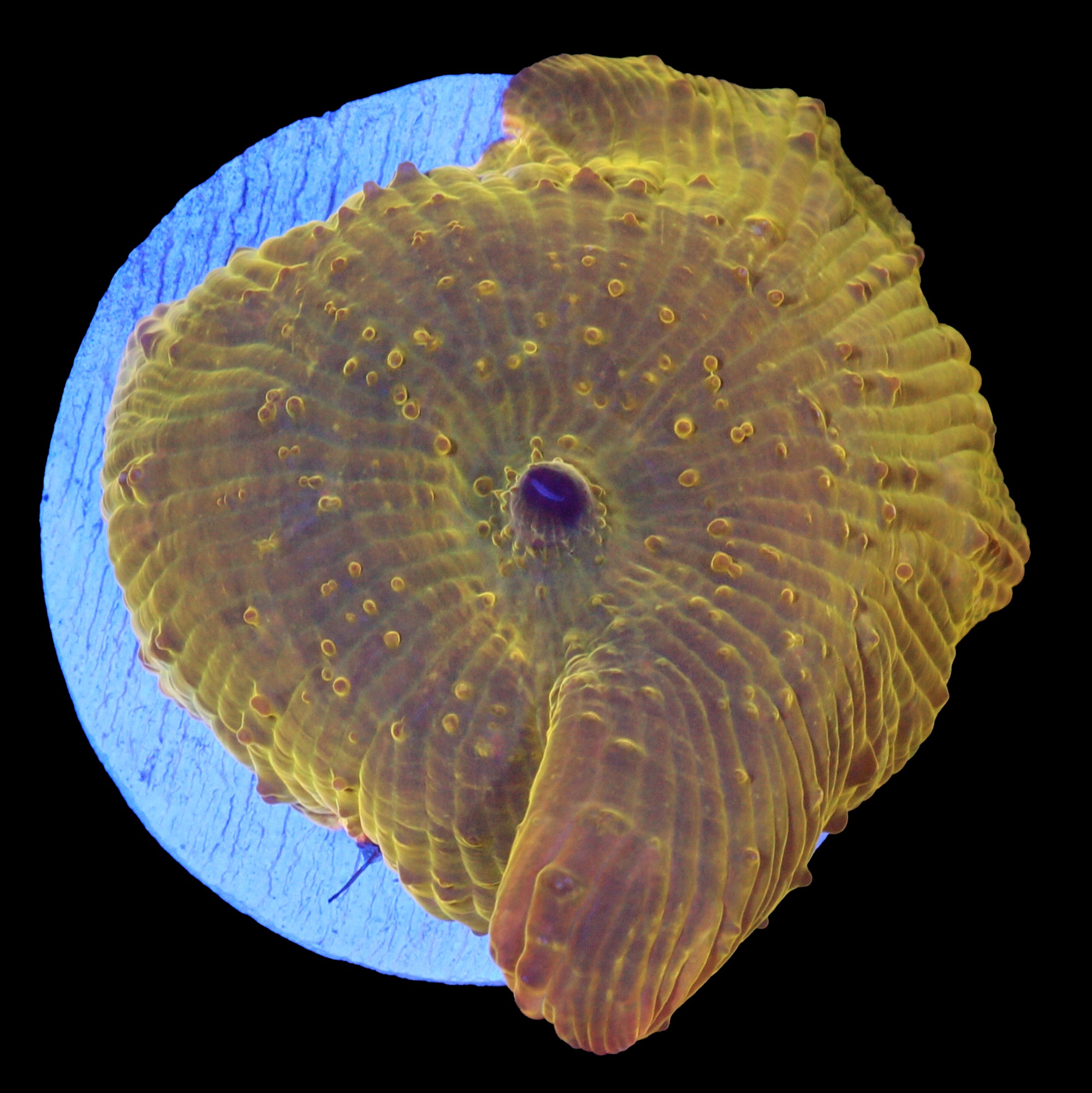 Golden Discosoma Mushroom