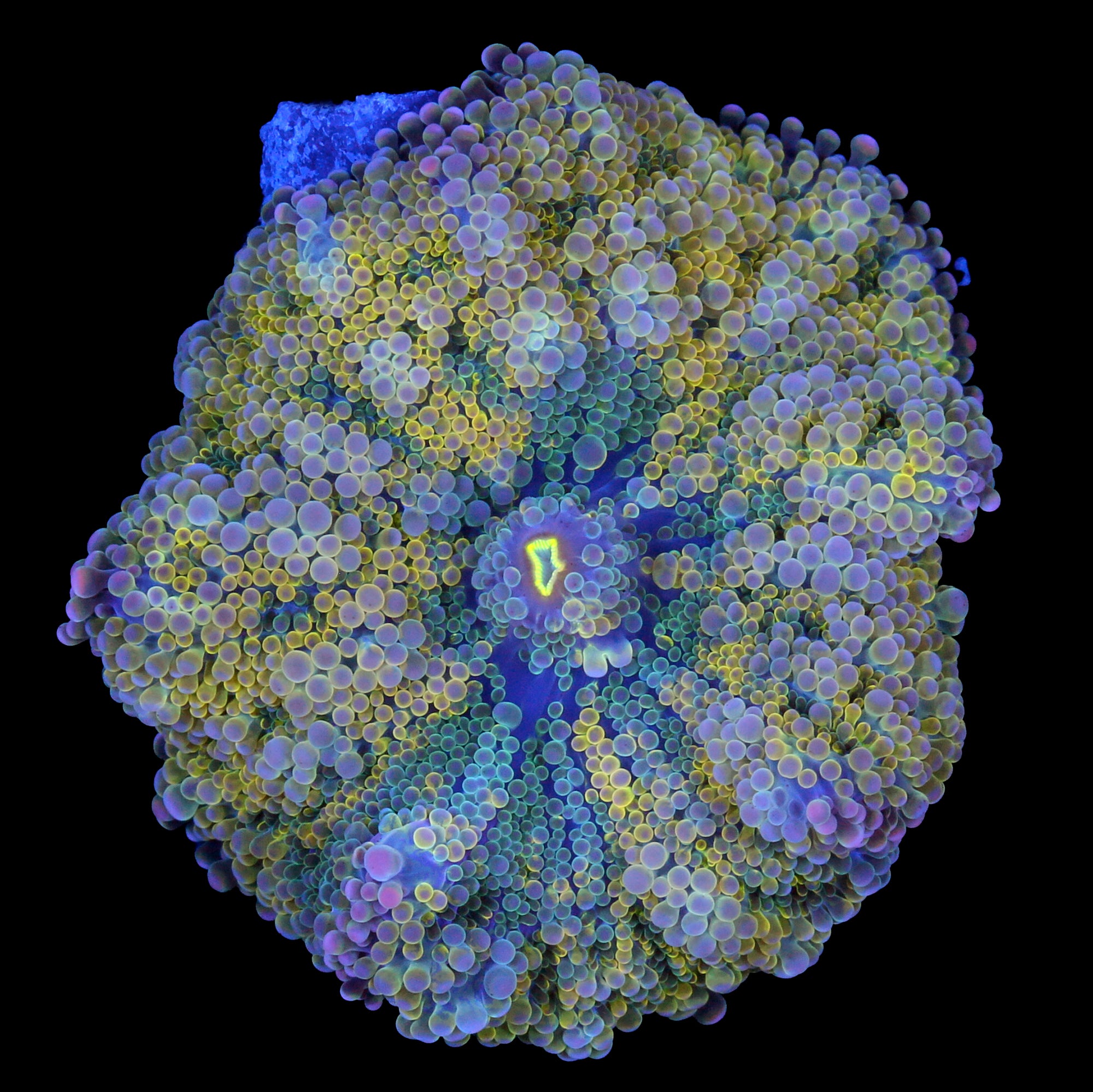 Solomon Islands Rainbow Ricordea Mushroom