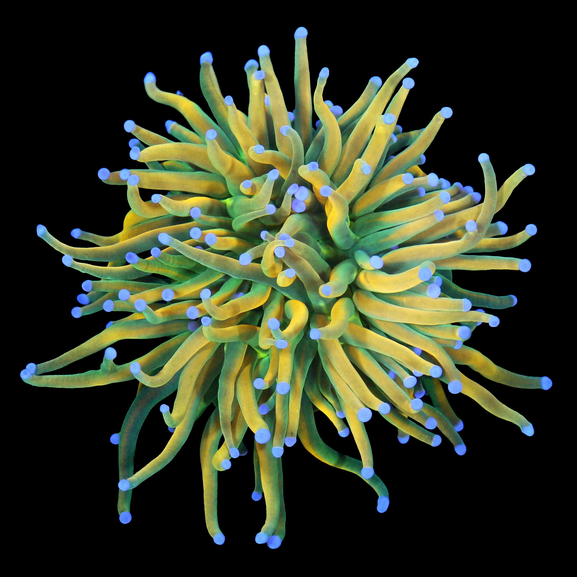 Holy Grail Torch Coral