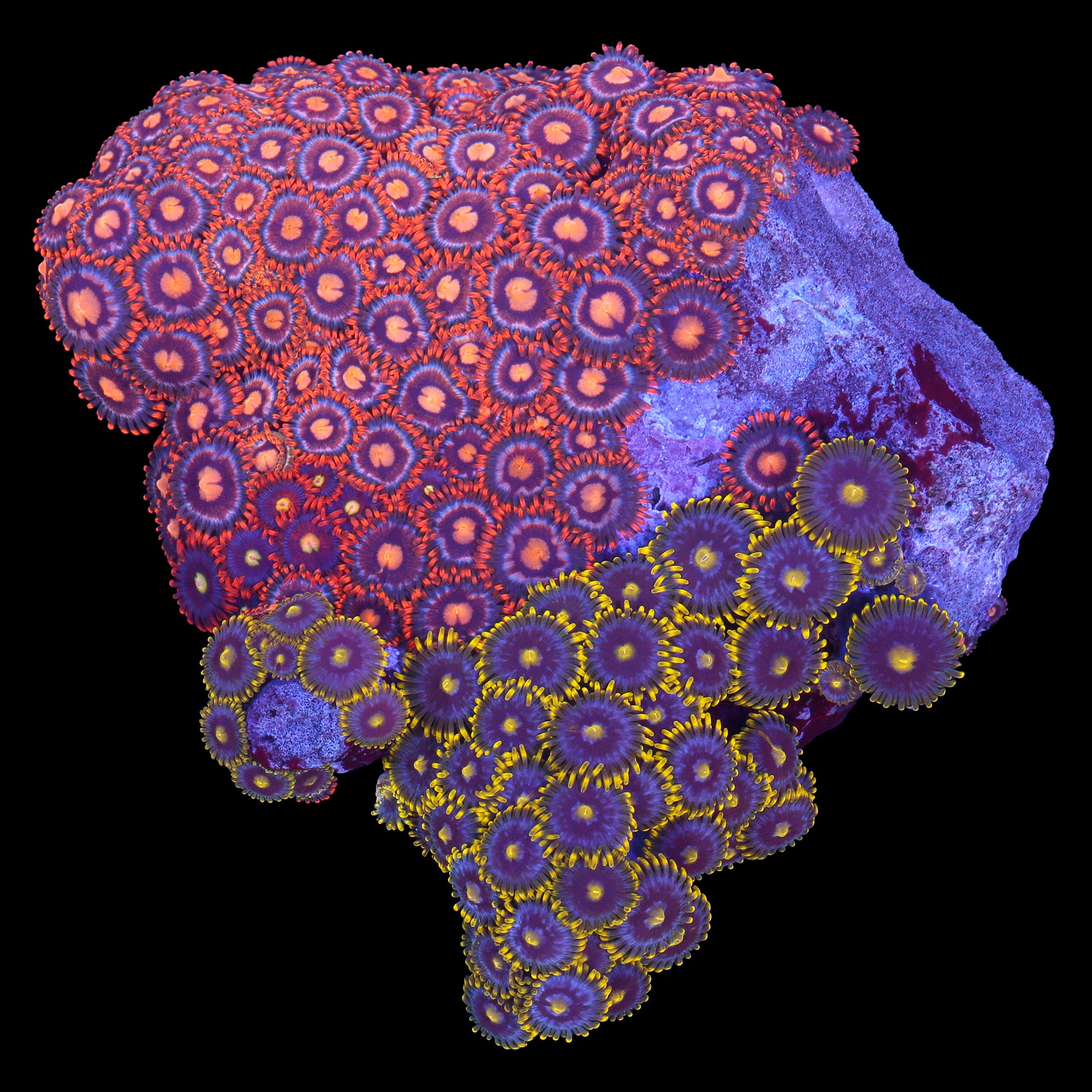 Solomon Zoanthid Colony