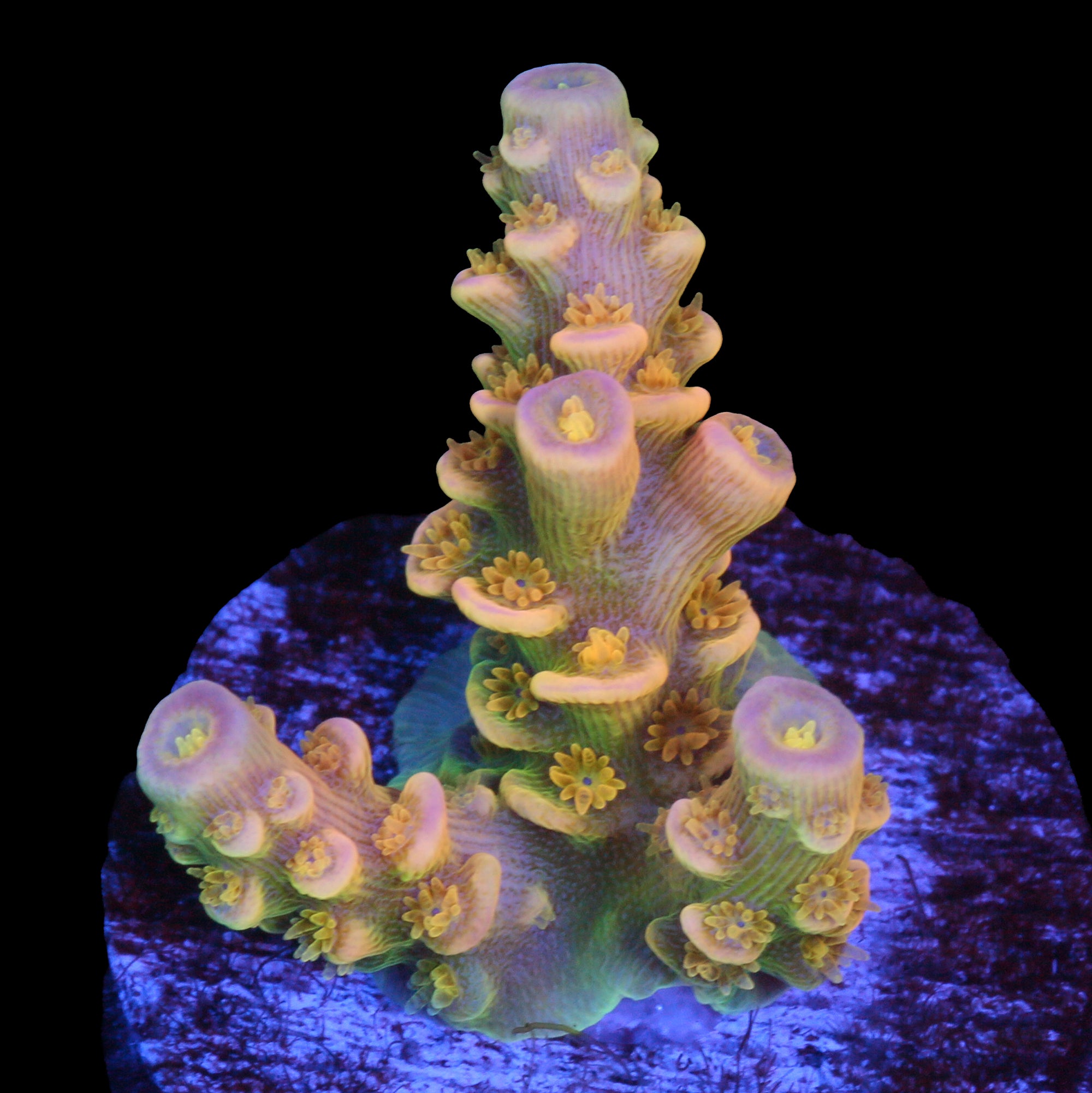 Walt Disney Acropora Coral - 800 Grown