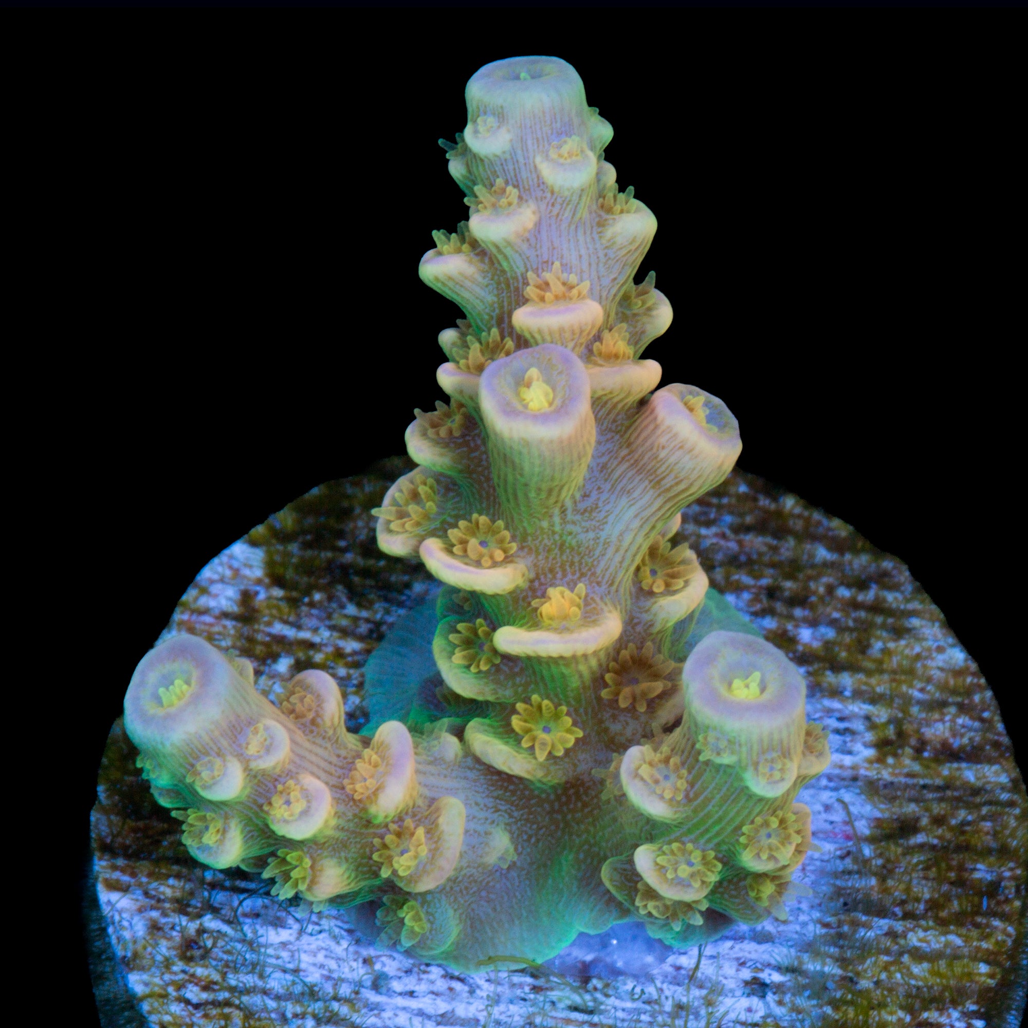 Walt Disney Acropora Coral - 800 Grown