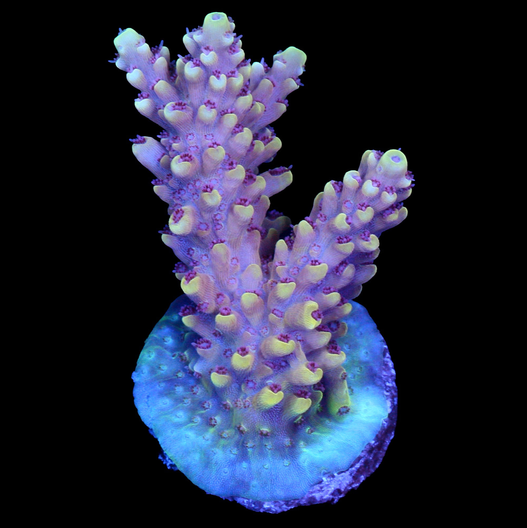 Vivid's Crazy 8 Acropora Coral