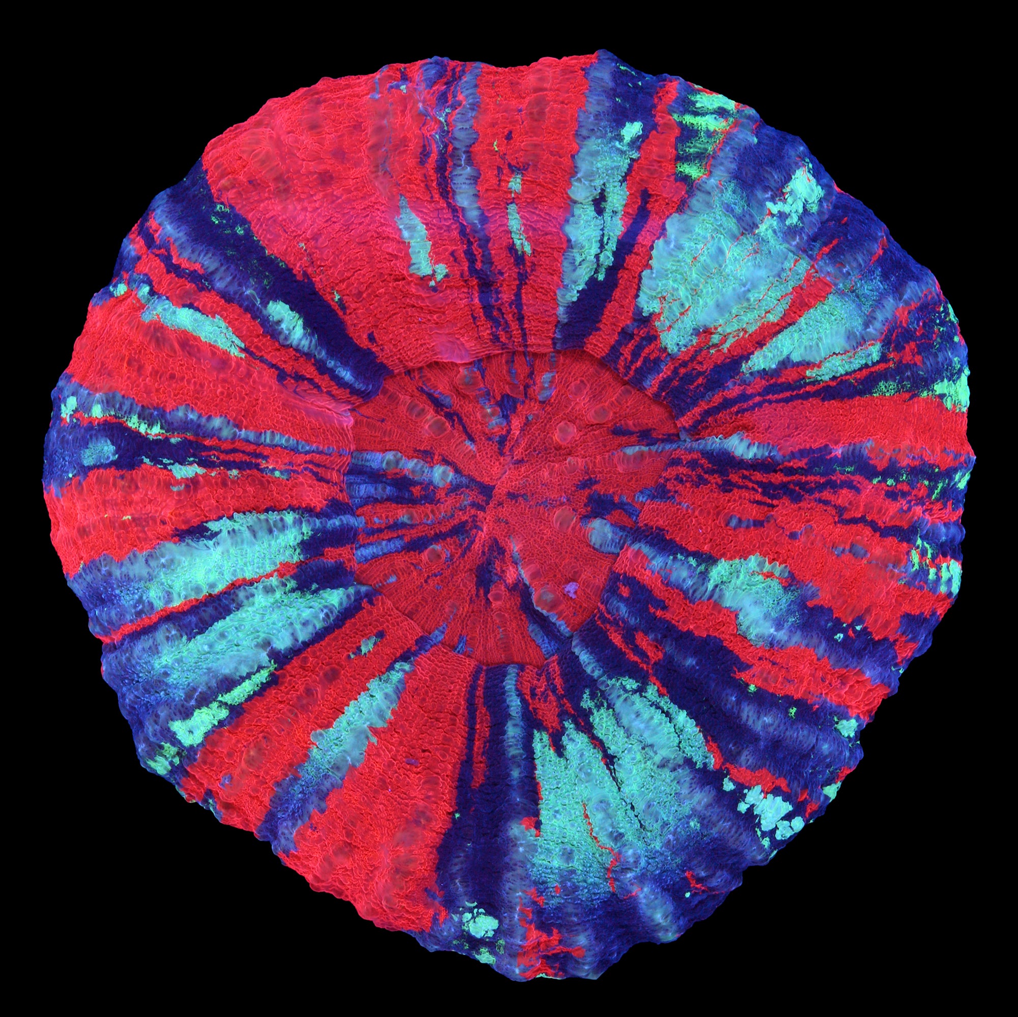 Ultra Warpaint Scolymia Coral