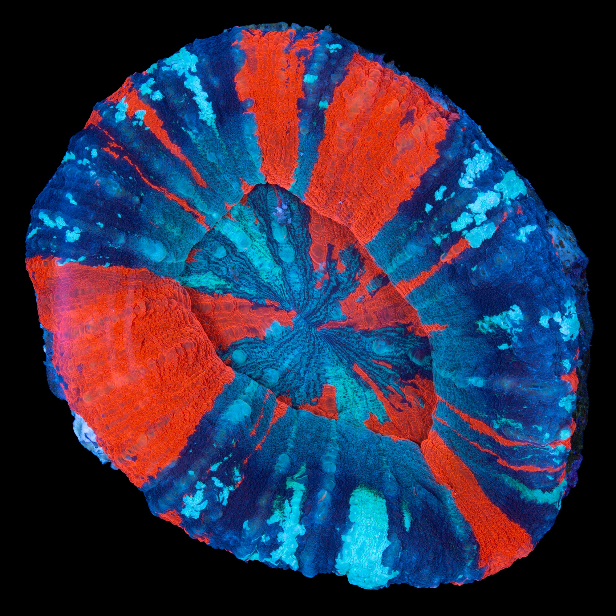 Ultra Warpaint Scolymia Coral