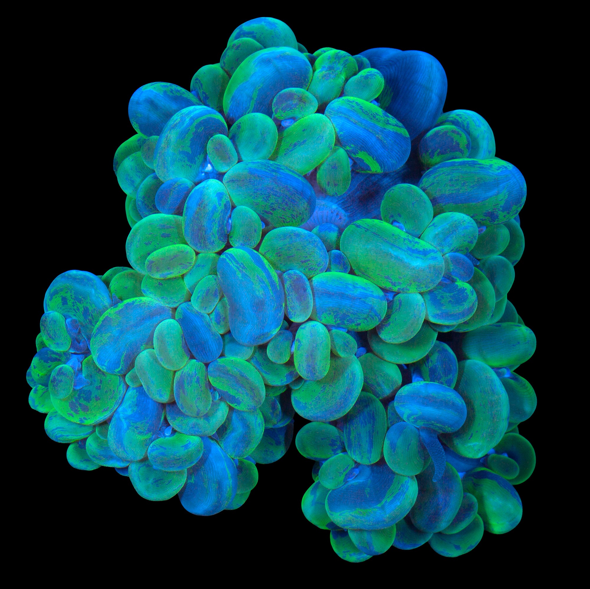 Camo Bubble Coral - cut from 10 yr old colony