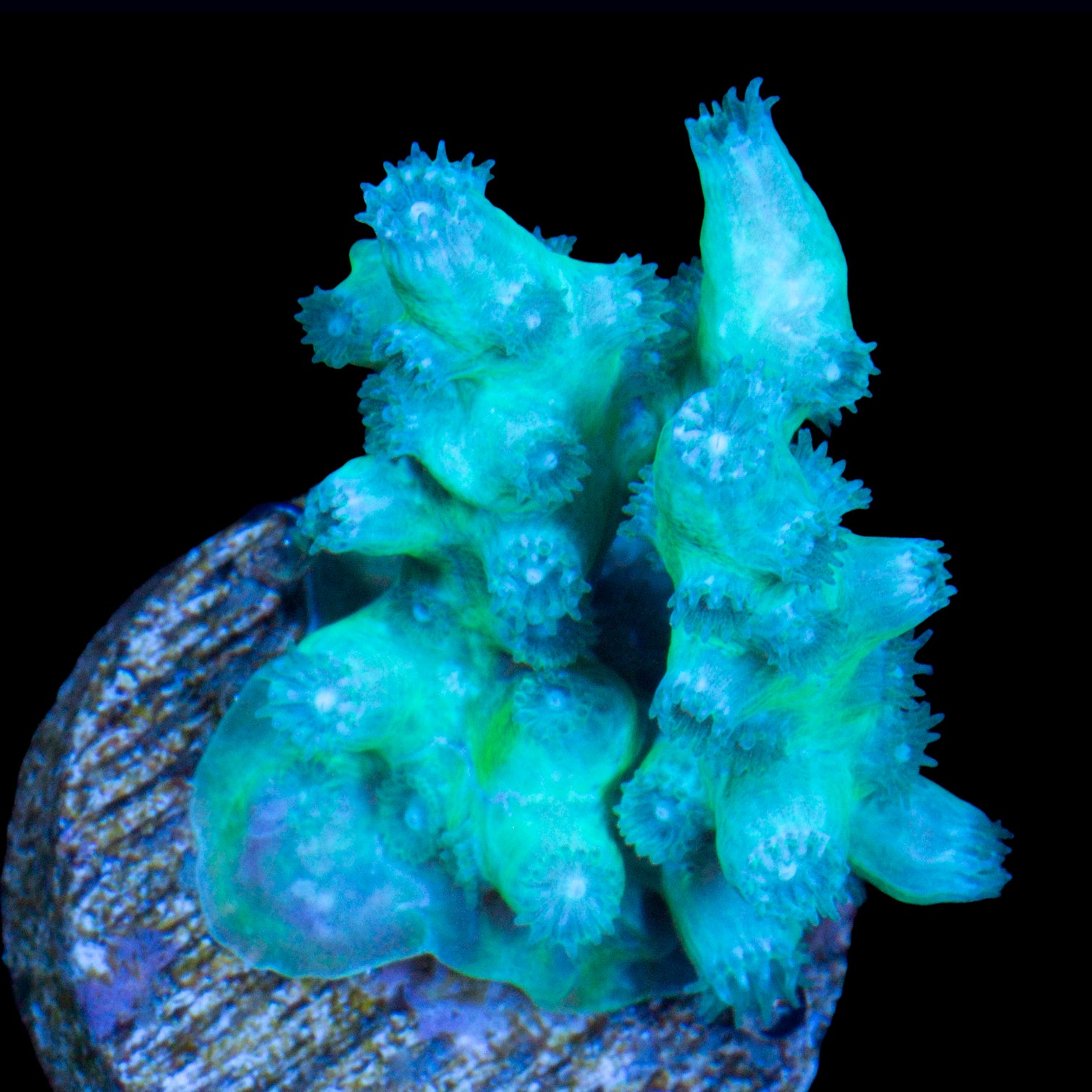 Emerald Branching Cyphastrea Coral