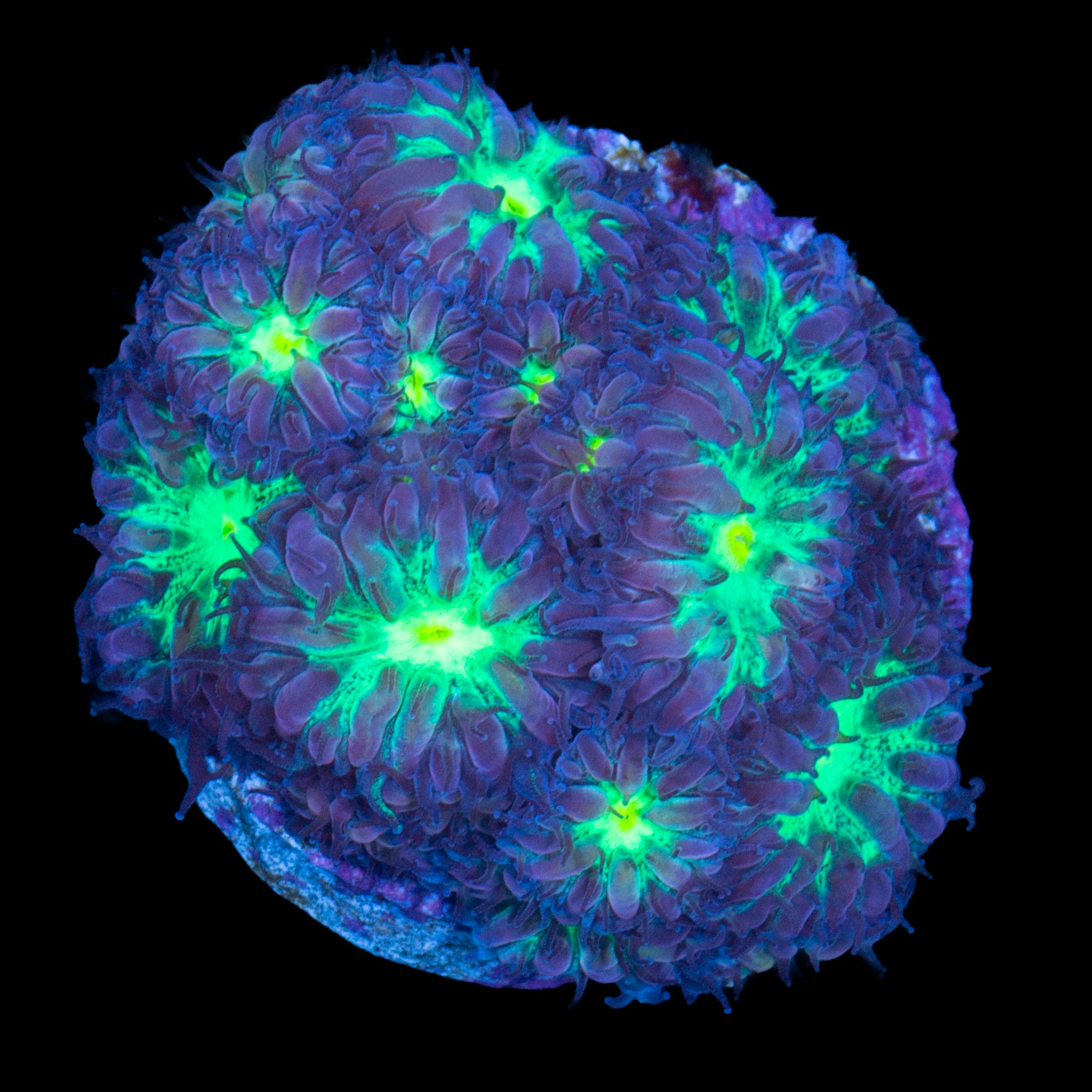 Atomic Eye Blastomussa Merletti Coral