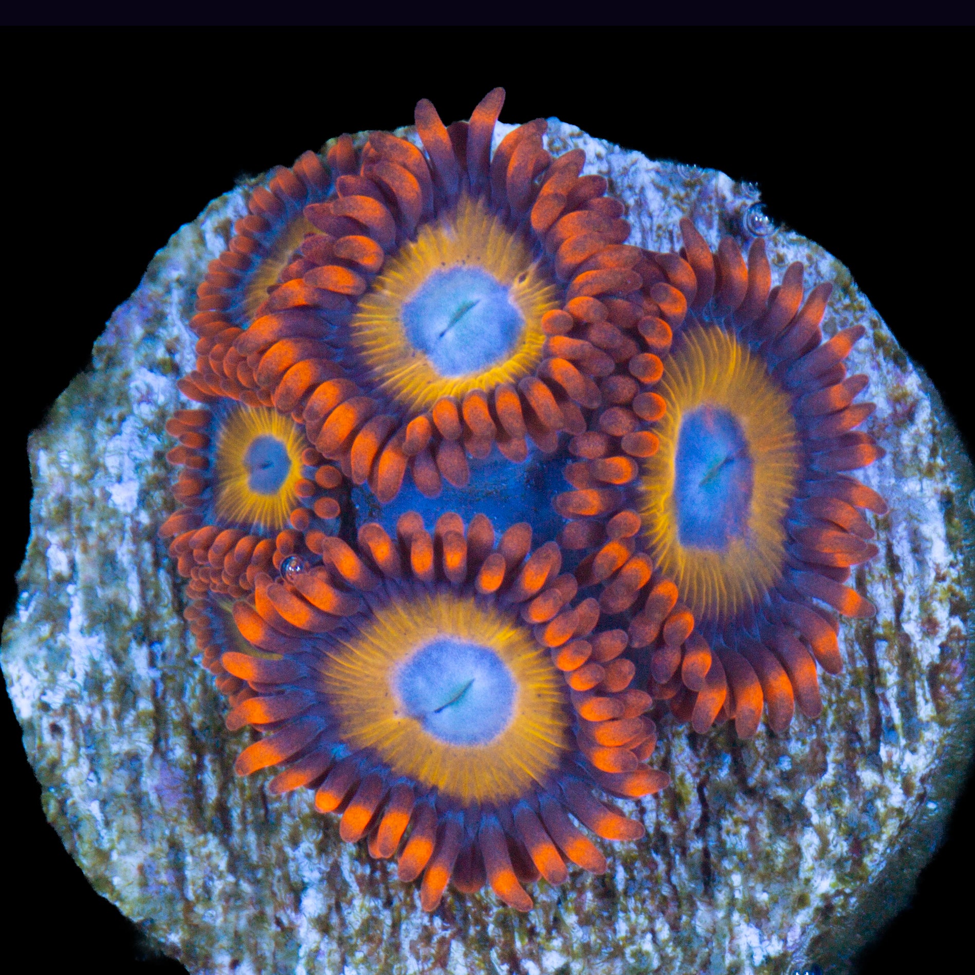 Blue Eyed Blonde Zoanthids