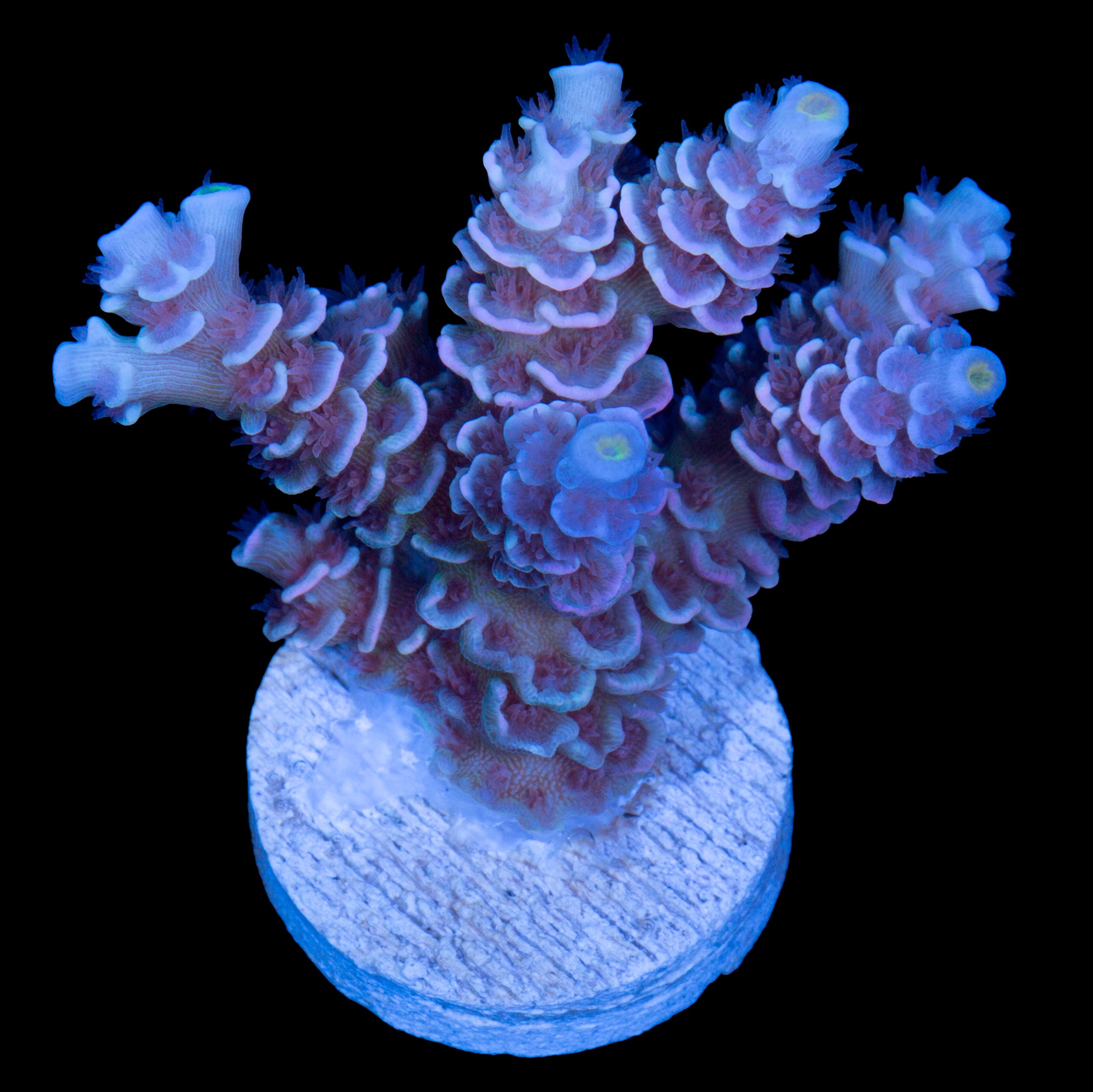 RRA Mardi Gras Tenuis Acropora Coral - 800 Grown - Lg Frag