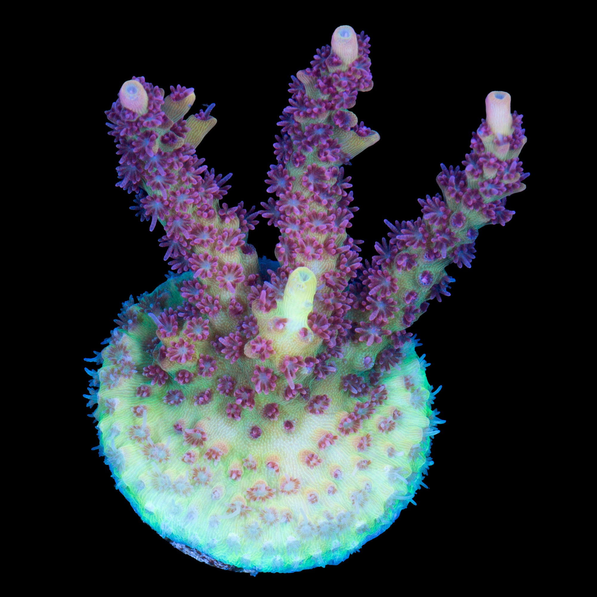Tyree Pink Lemonade Acropora Coral - Chunky Frag