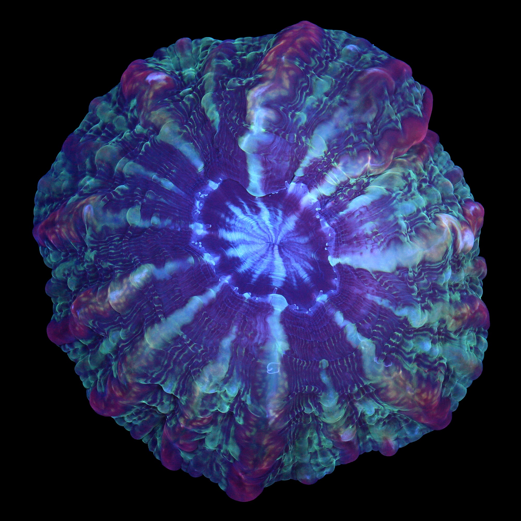 Hyperspace Cynarina Coral