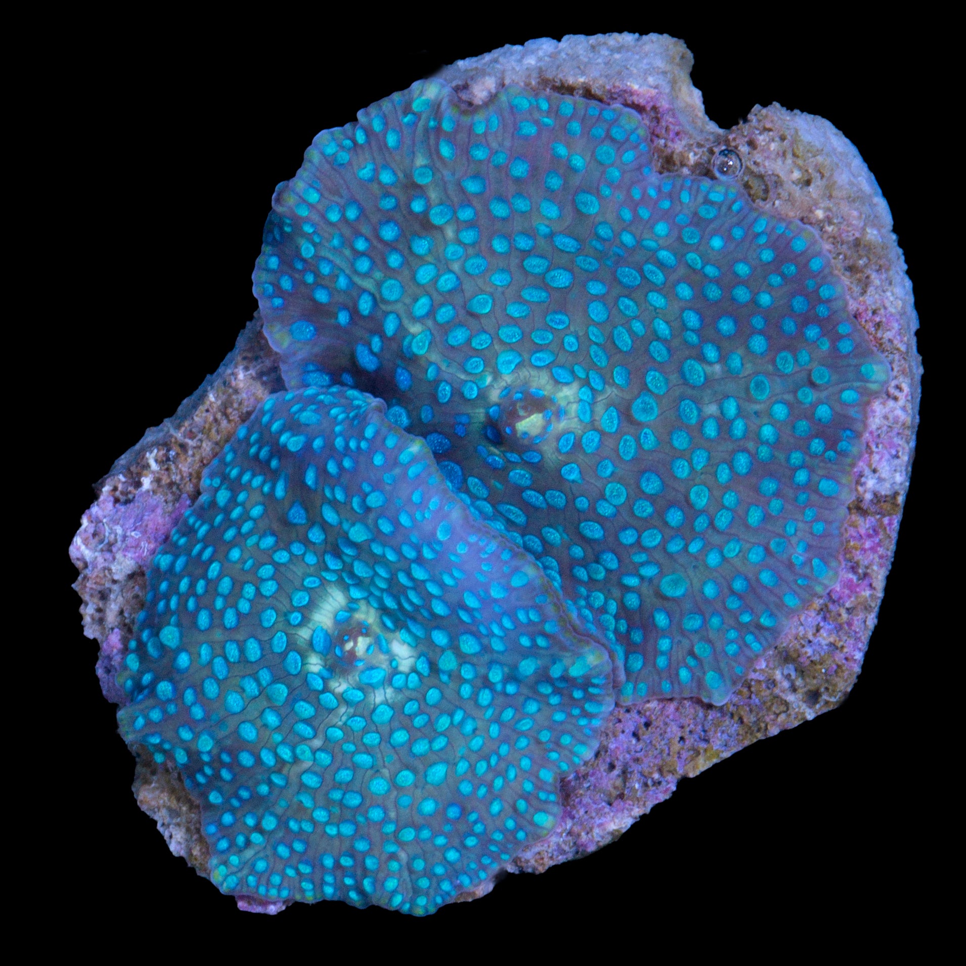 Bluespotted Mushrooms