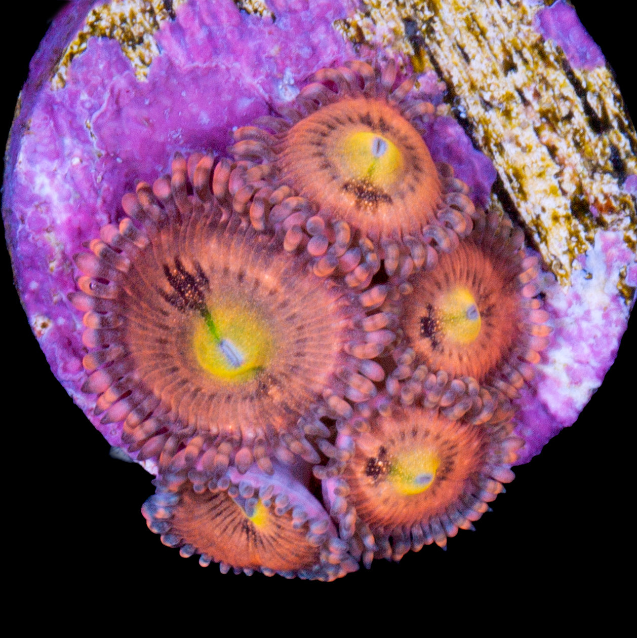 Halle Berry Zoanthids
