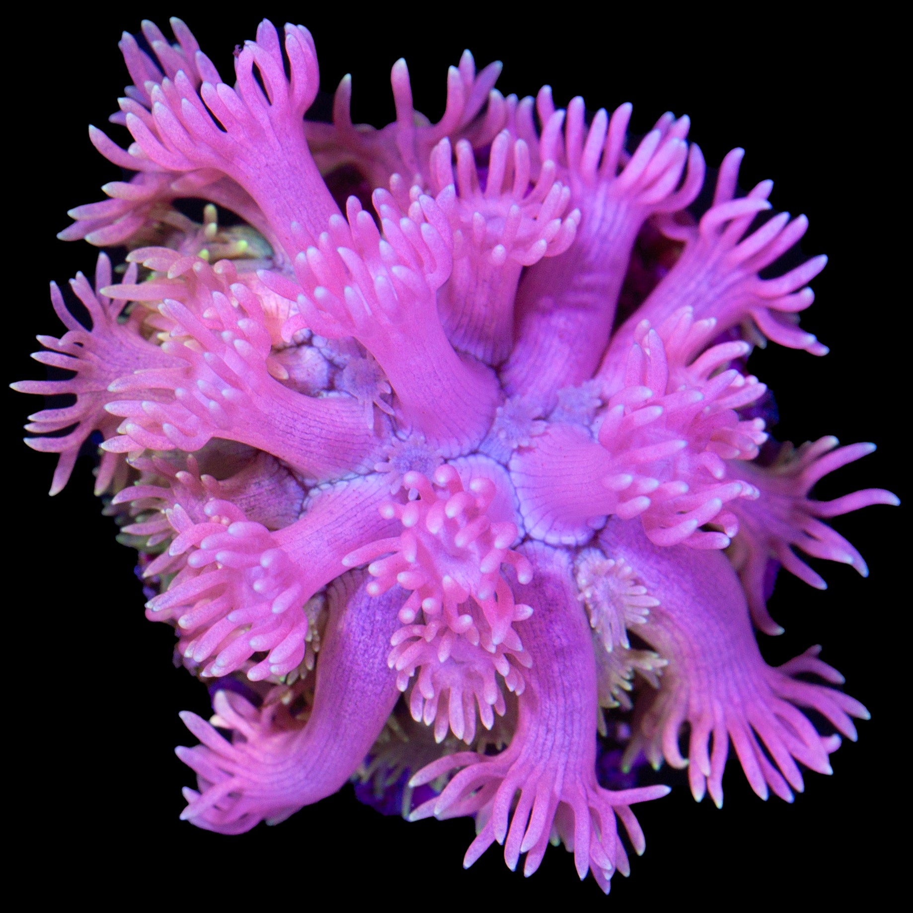 Ultra Pink Goniopora Coral