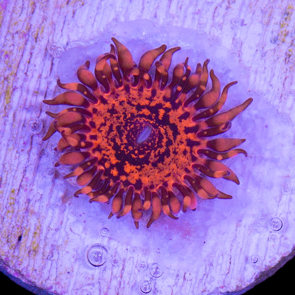 Vivid Nightmare Zoanthids Buy Live Coral for Sale Vivid Aquariums