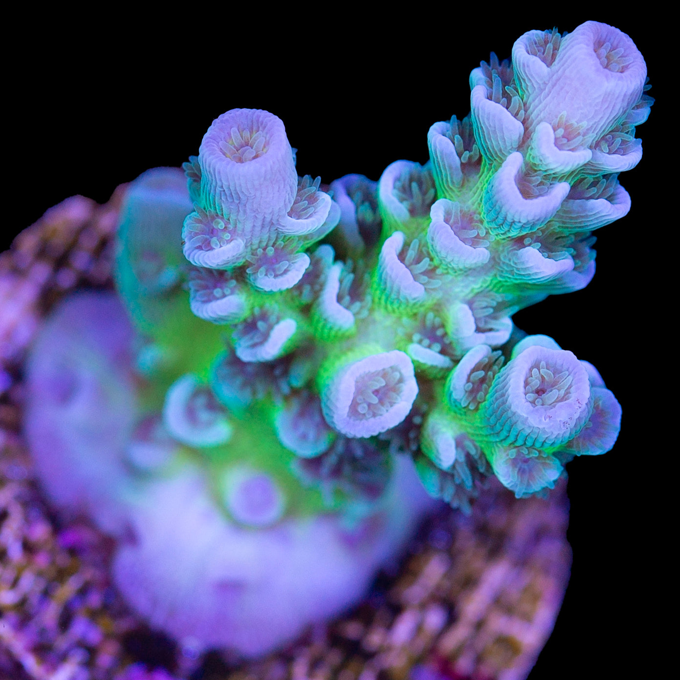 Ultra Tenuis Acropora Coral