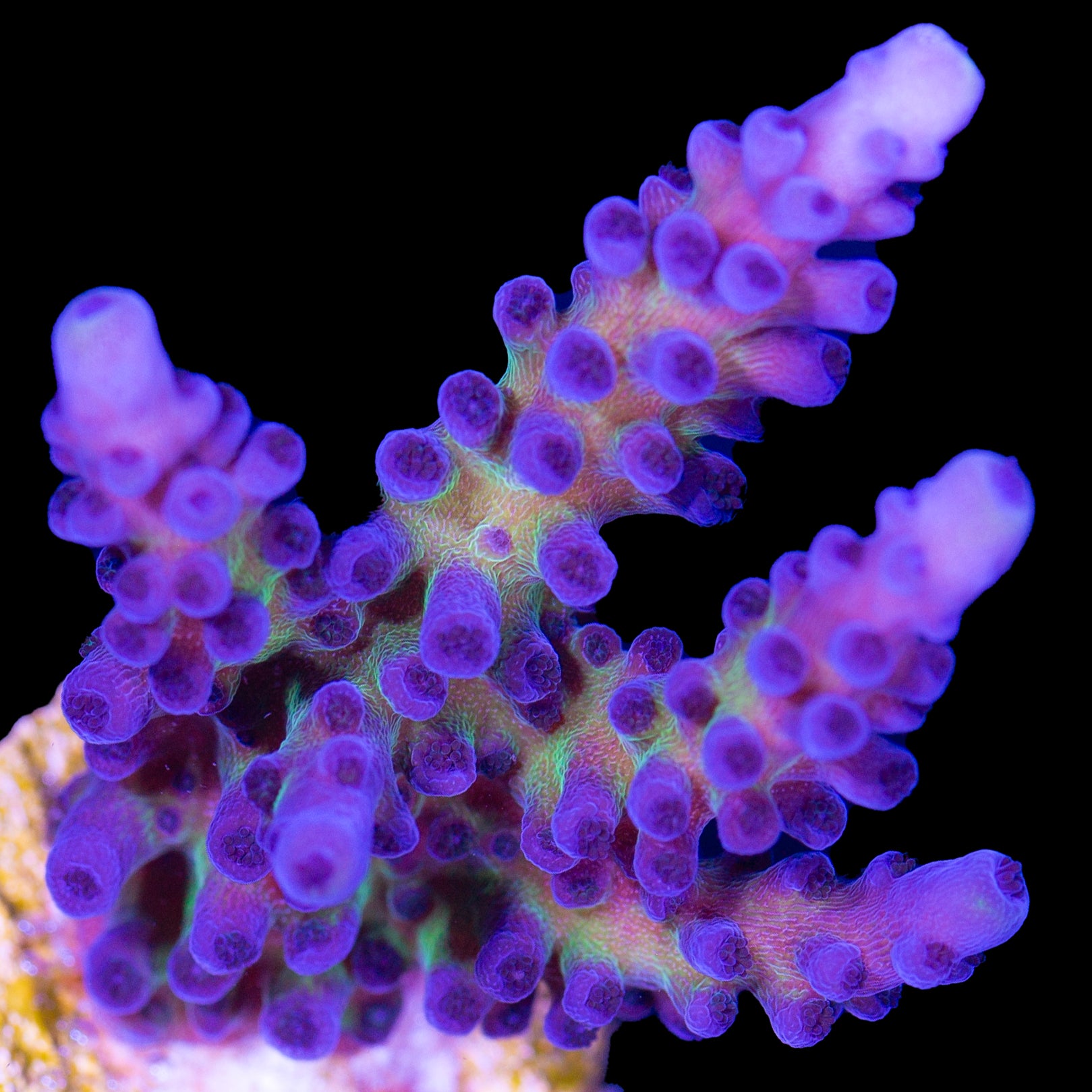 Blue Green Tort Acropora Coral - Lg Frag