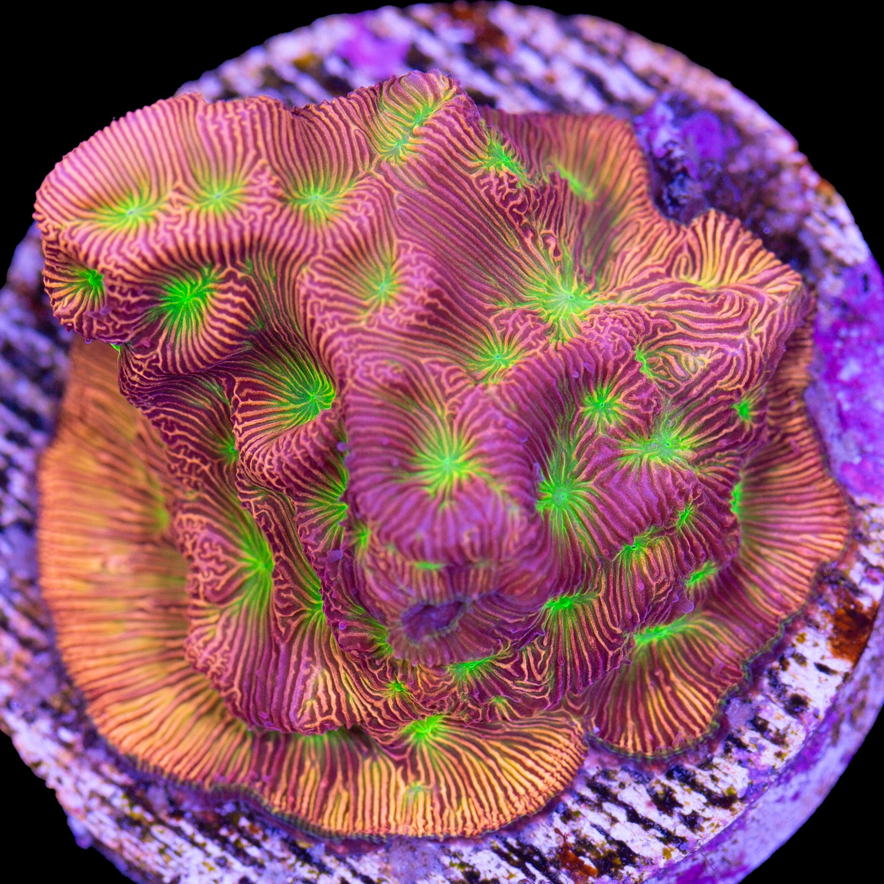 JF Lethal Leptoseris Coral