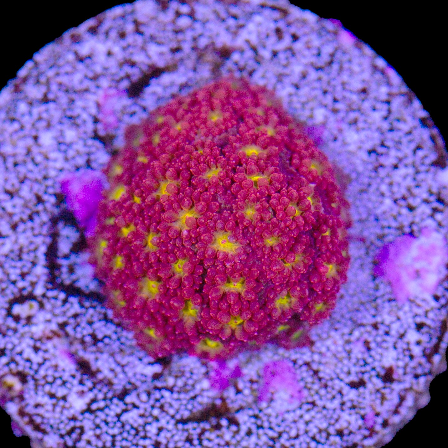 Strawberry Fields Bernardpora Coral