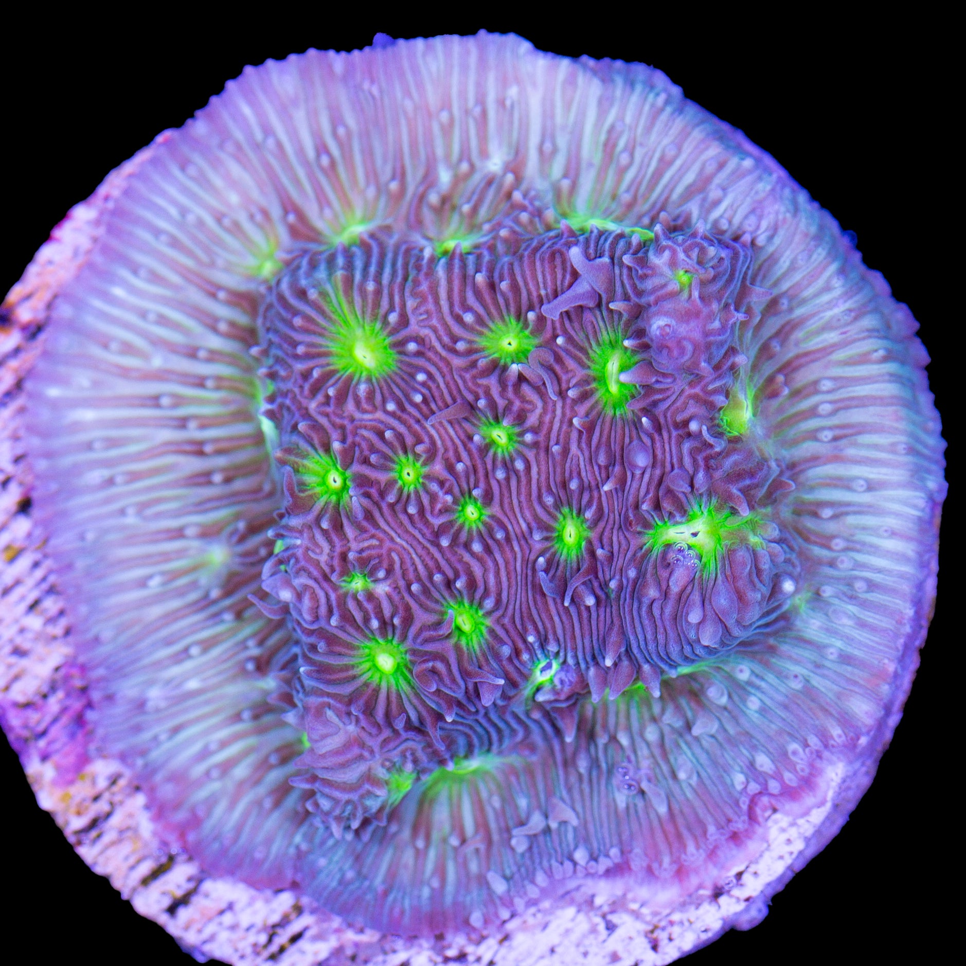 Monsters Inc Leptoseris Coral