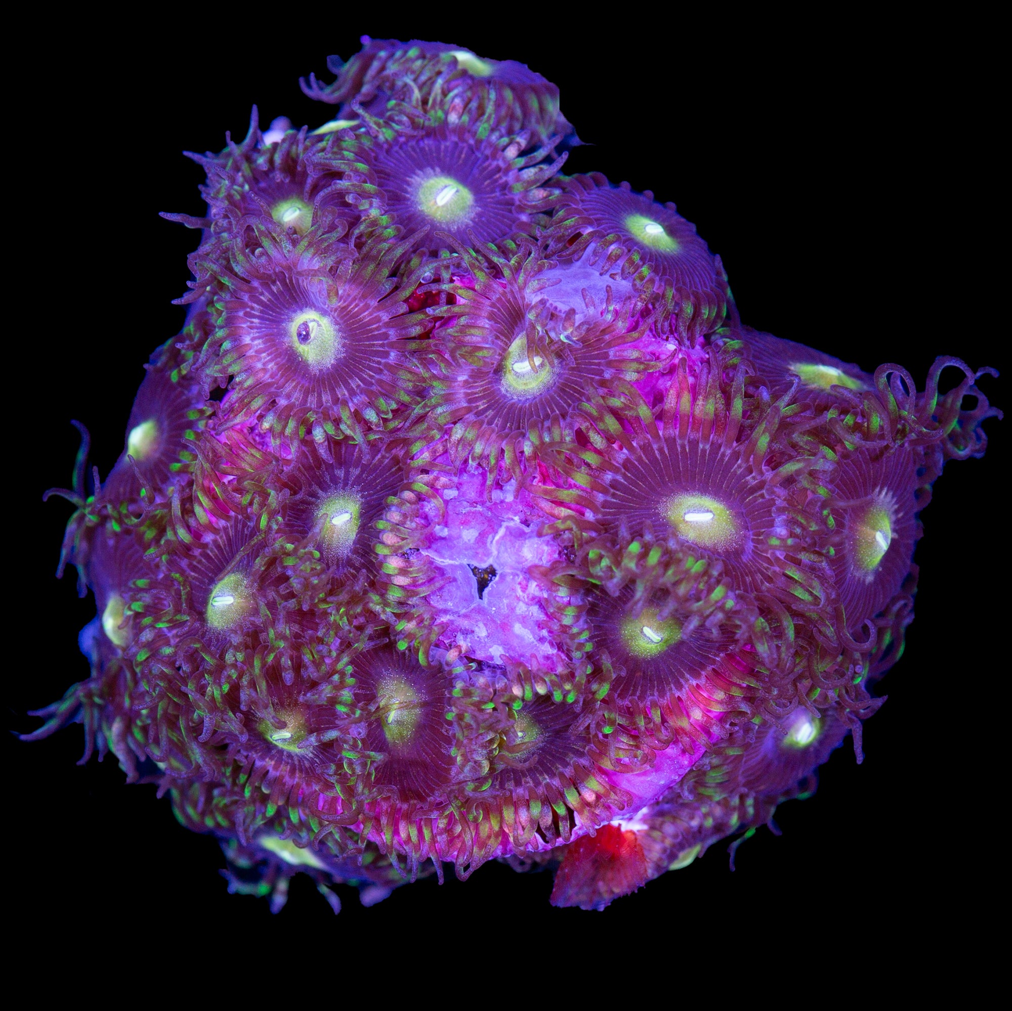 Vivid's Bozo Zoanthids